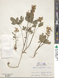 Corydalis ambigua image