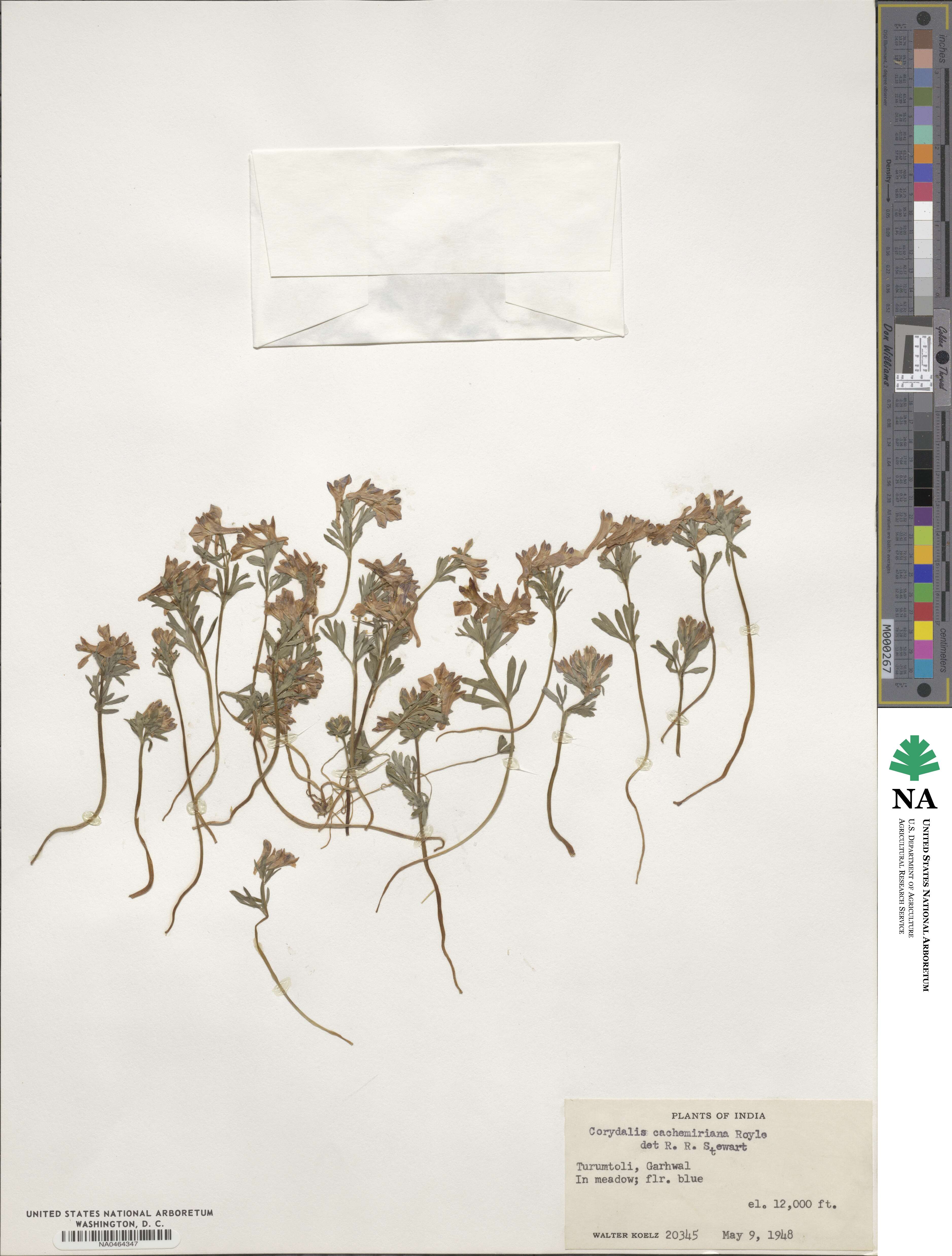 Corydalis pachycentra image