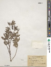 Corydalis clarkei image