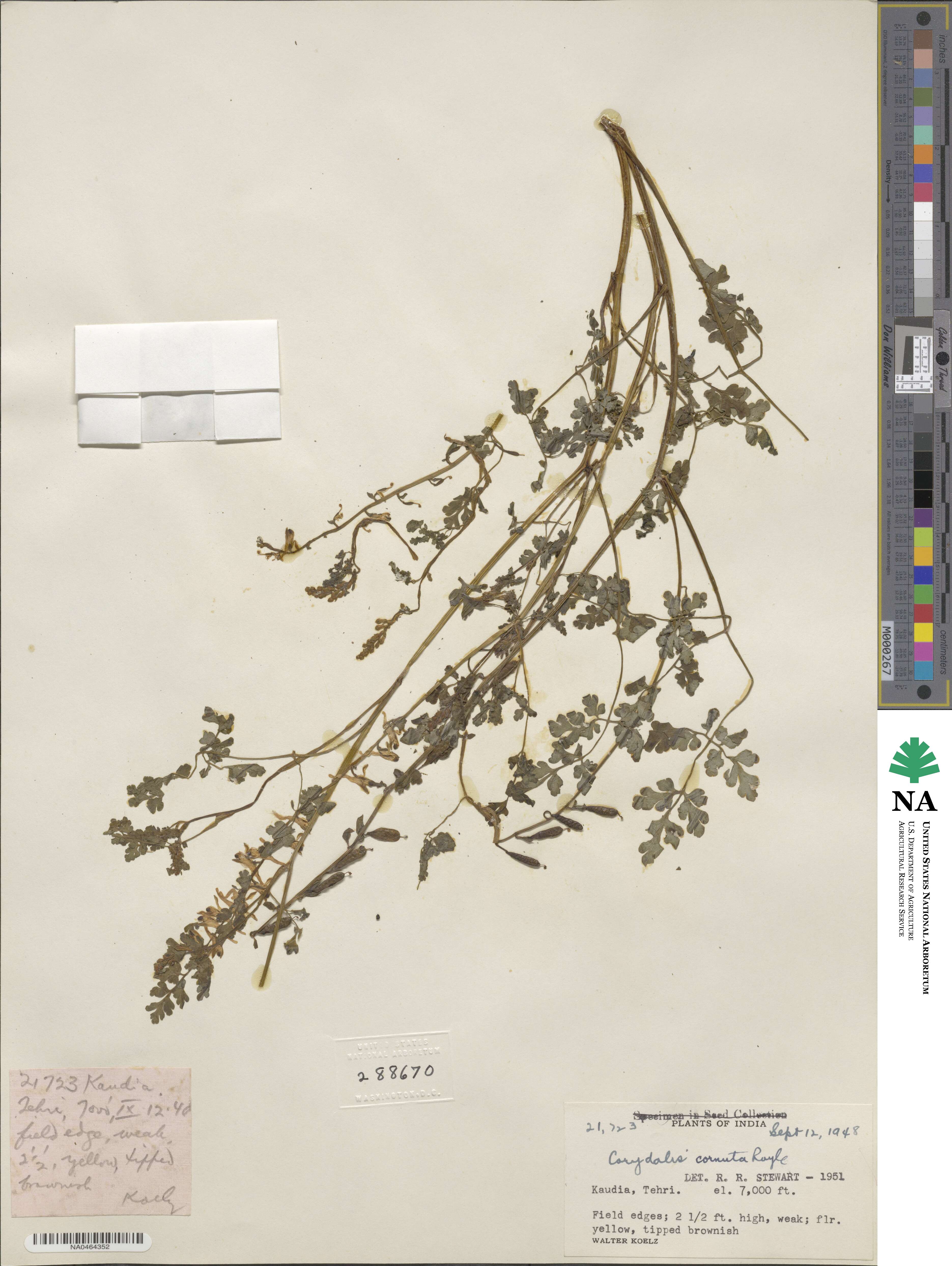 Corydalis cornuta image