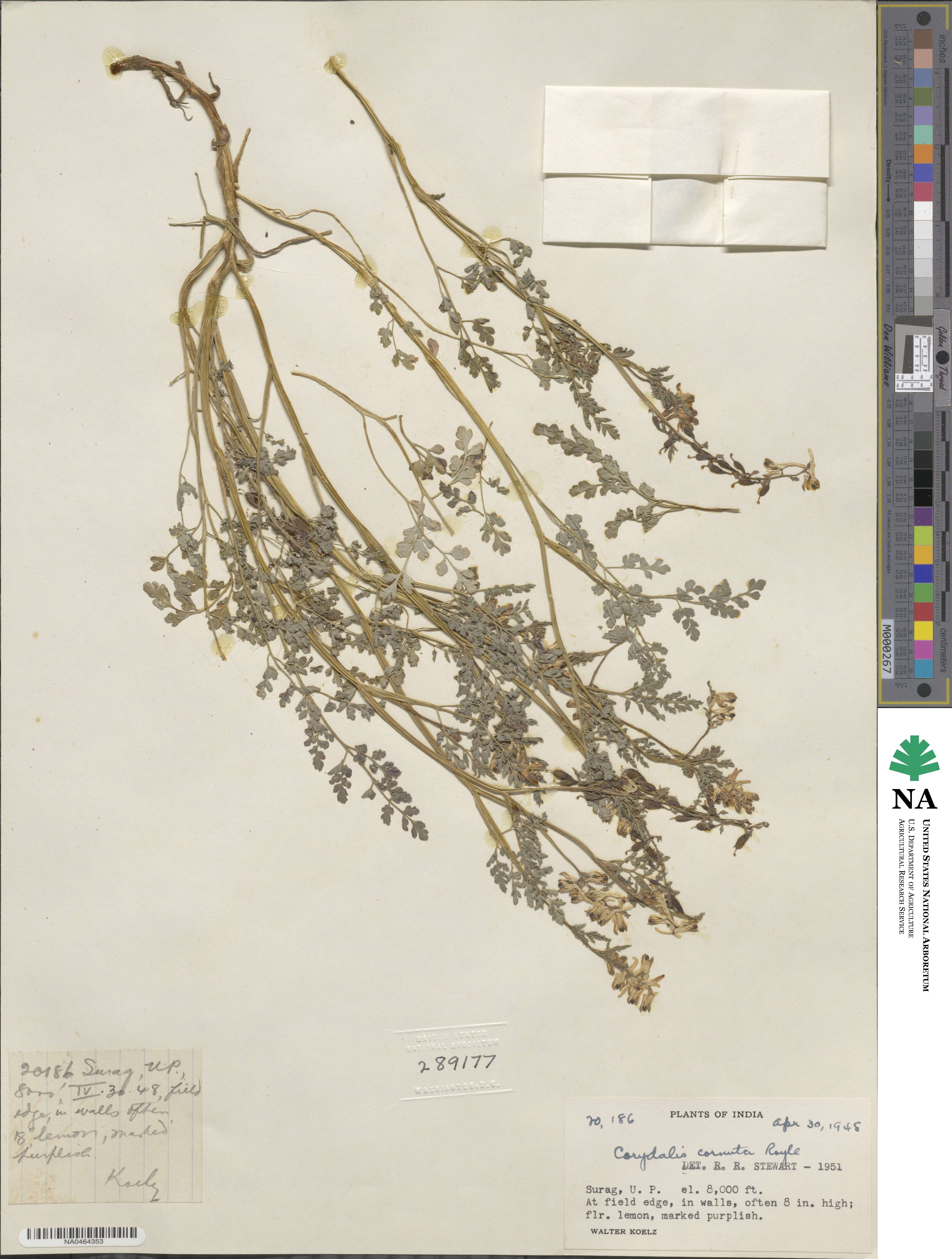 Corydalis cornuta image