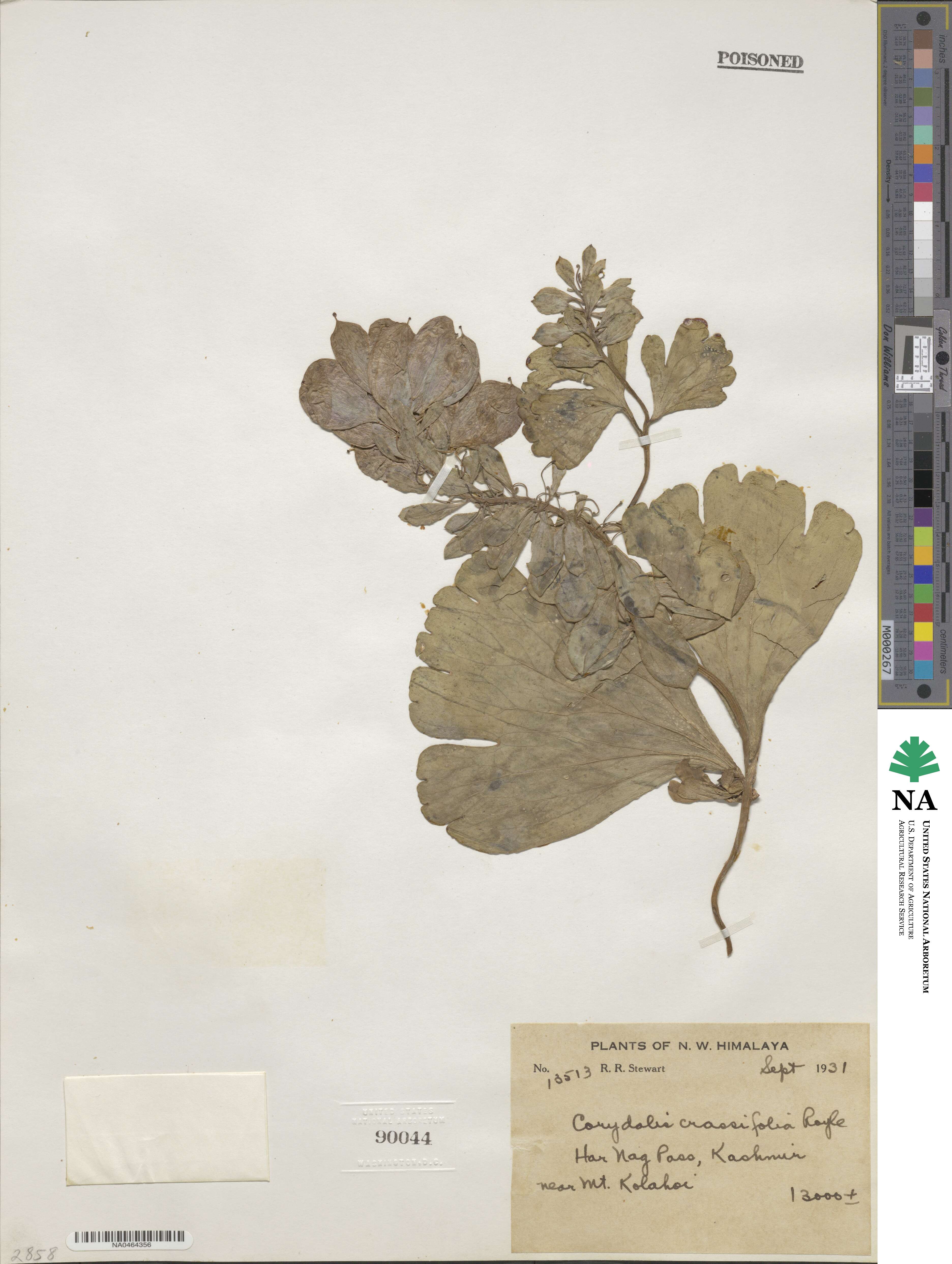 Corydalis crassifolia image