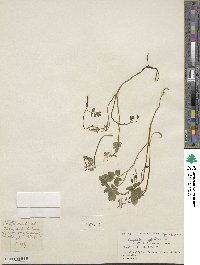 Corydalis diphylla image
