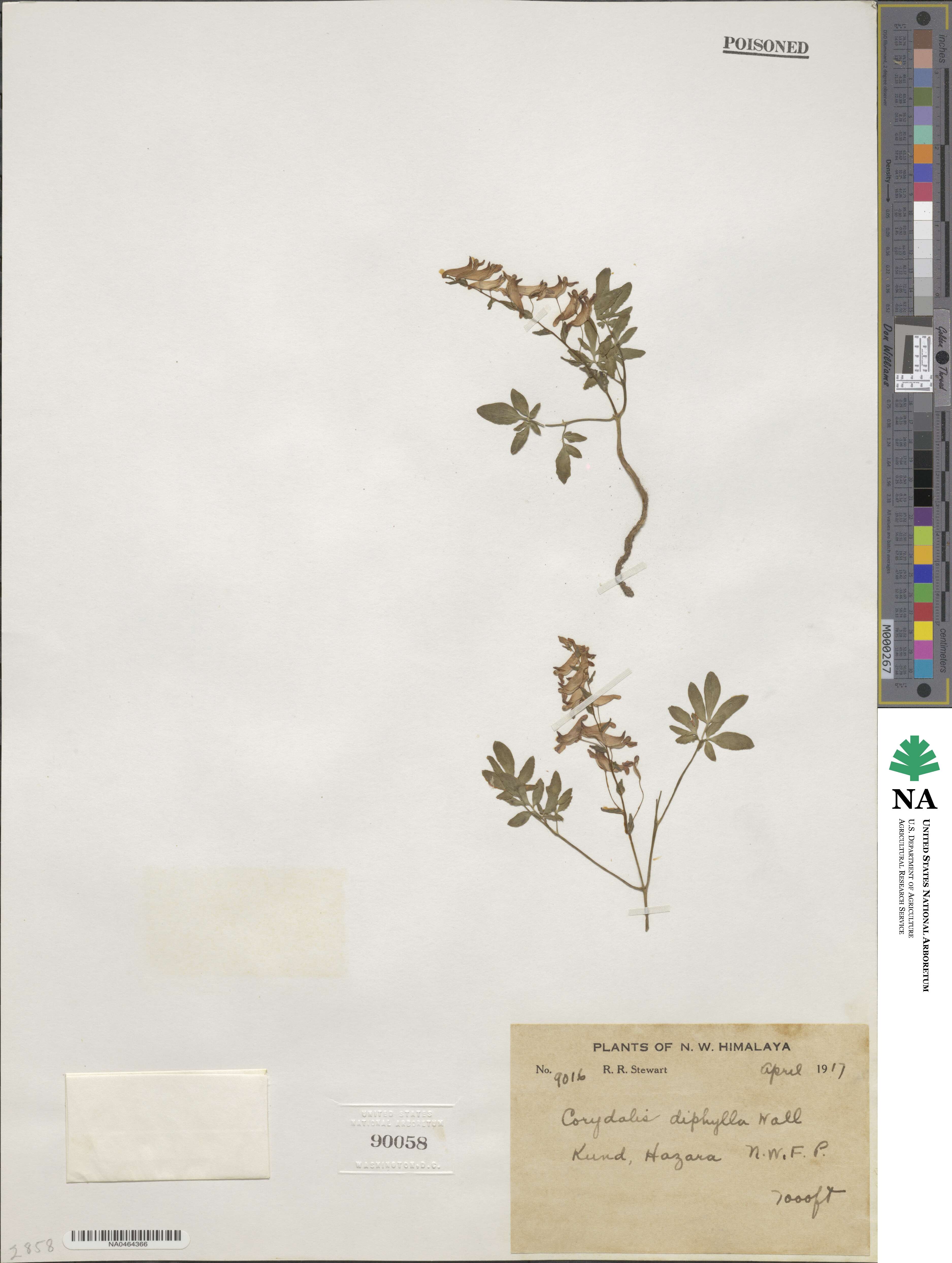Corydalis diphylla image