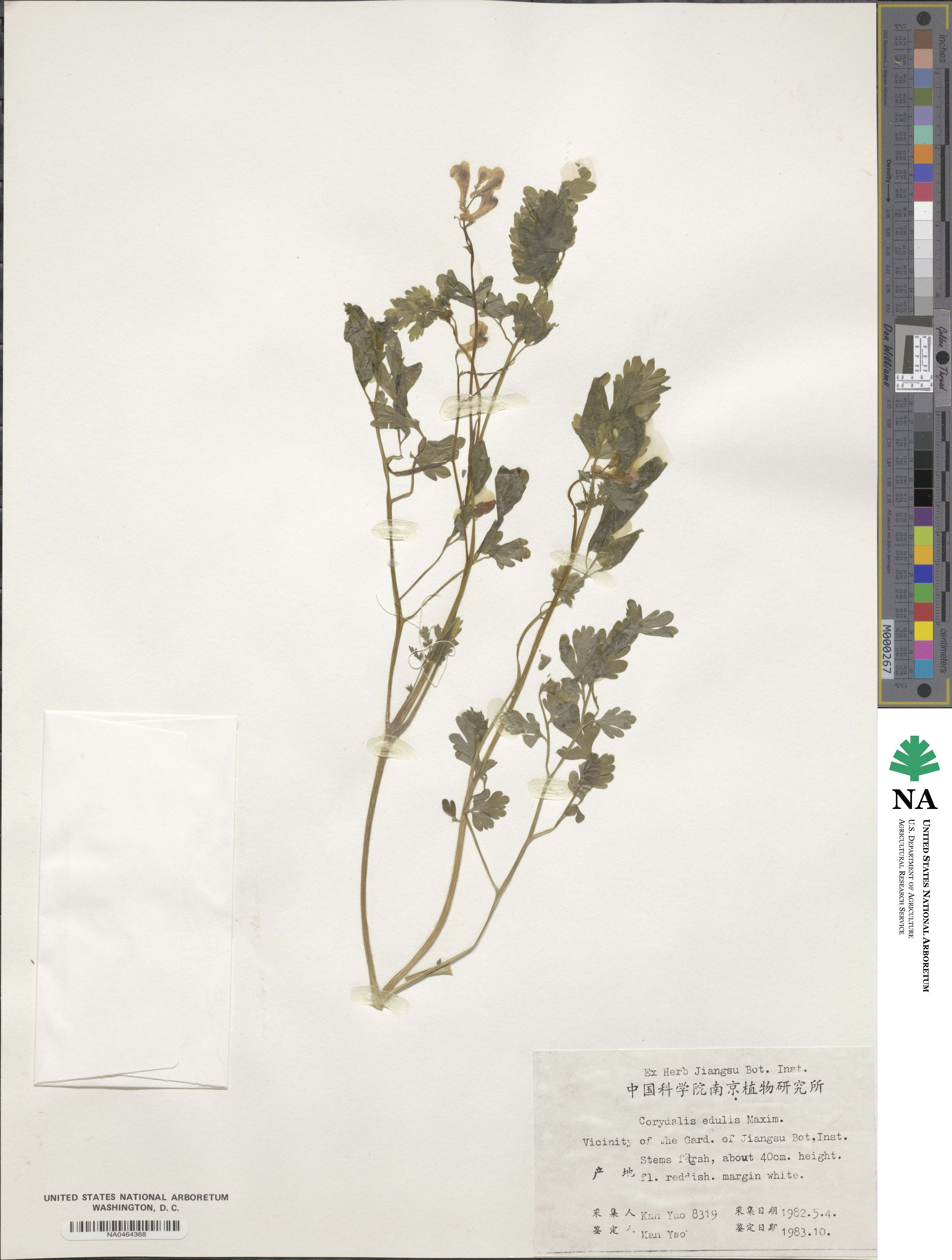Corydalis edulis image