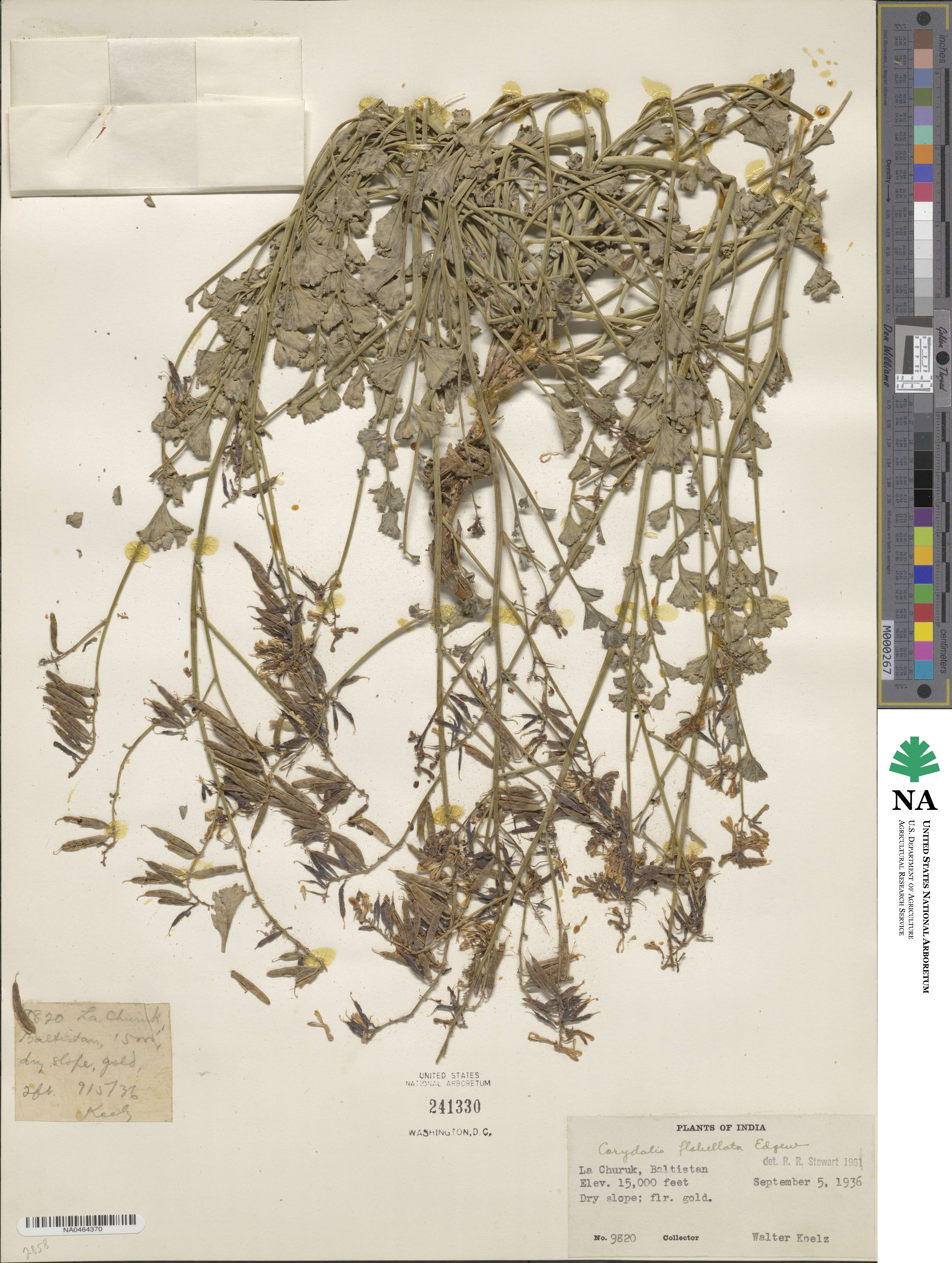 Corydalis flabellata image