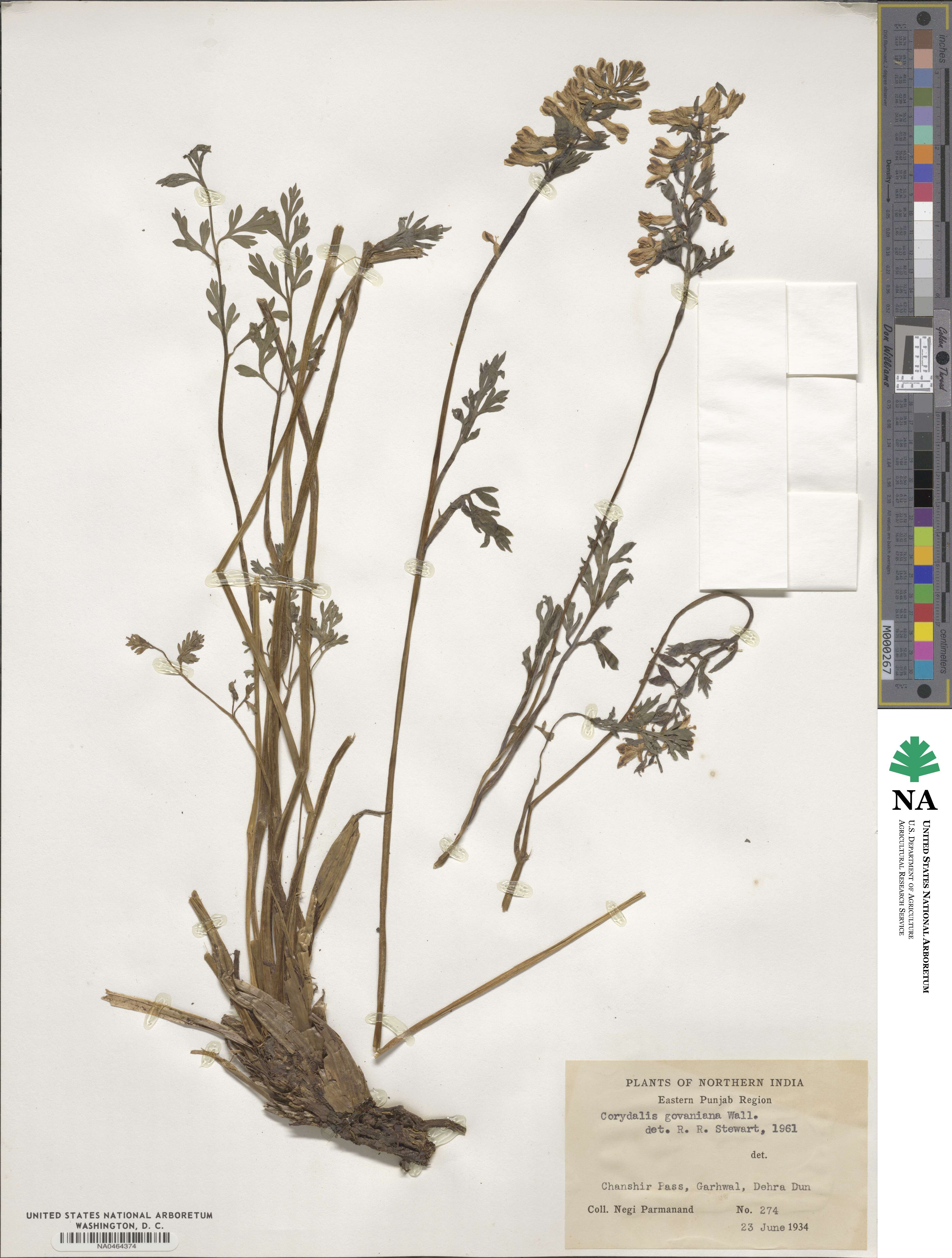 Corydalis govaniana image