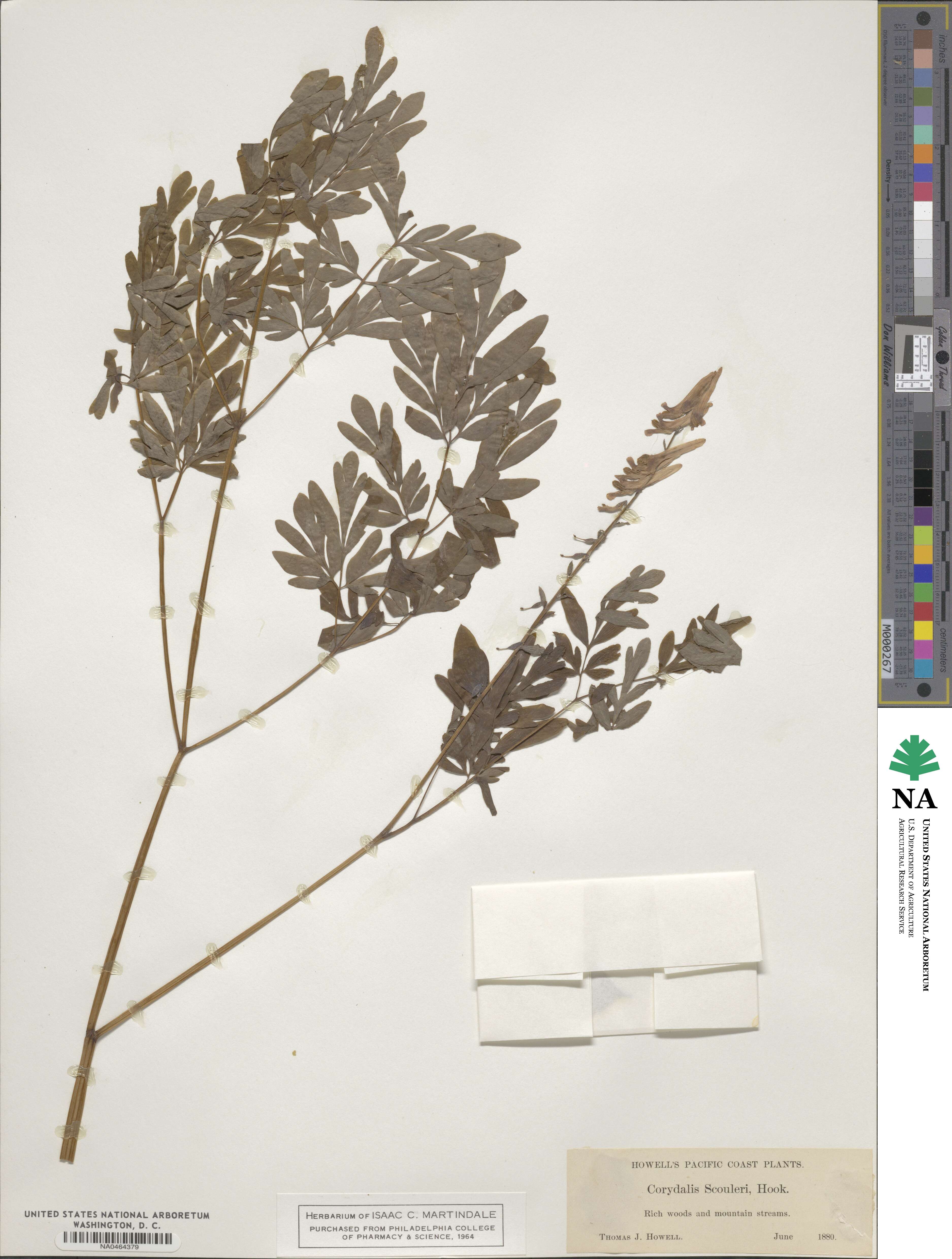Corydalis scouleri image
