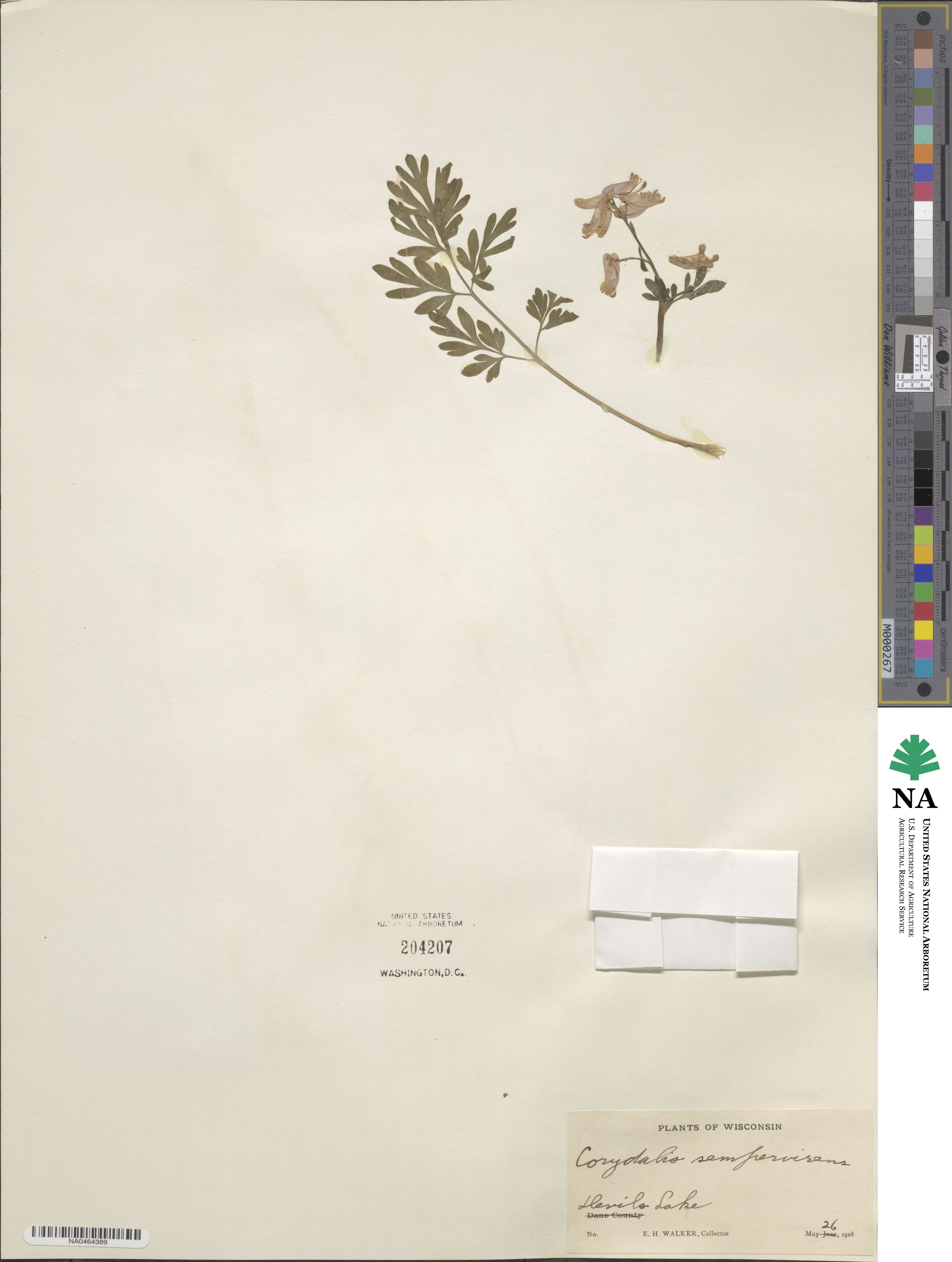 Capnoides sempervirens image