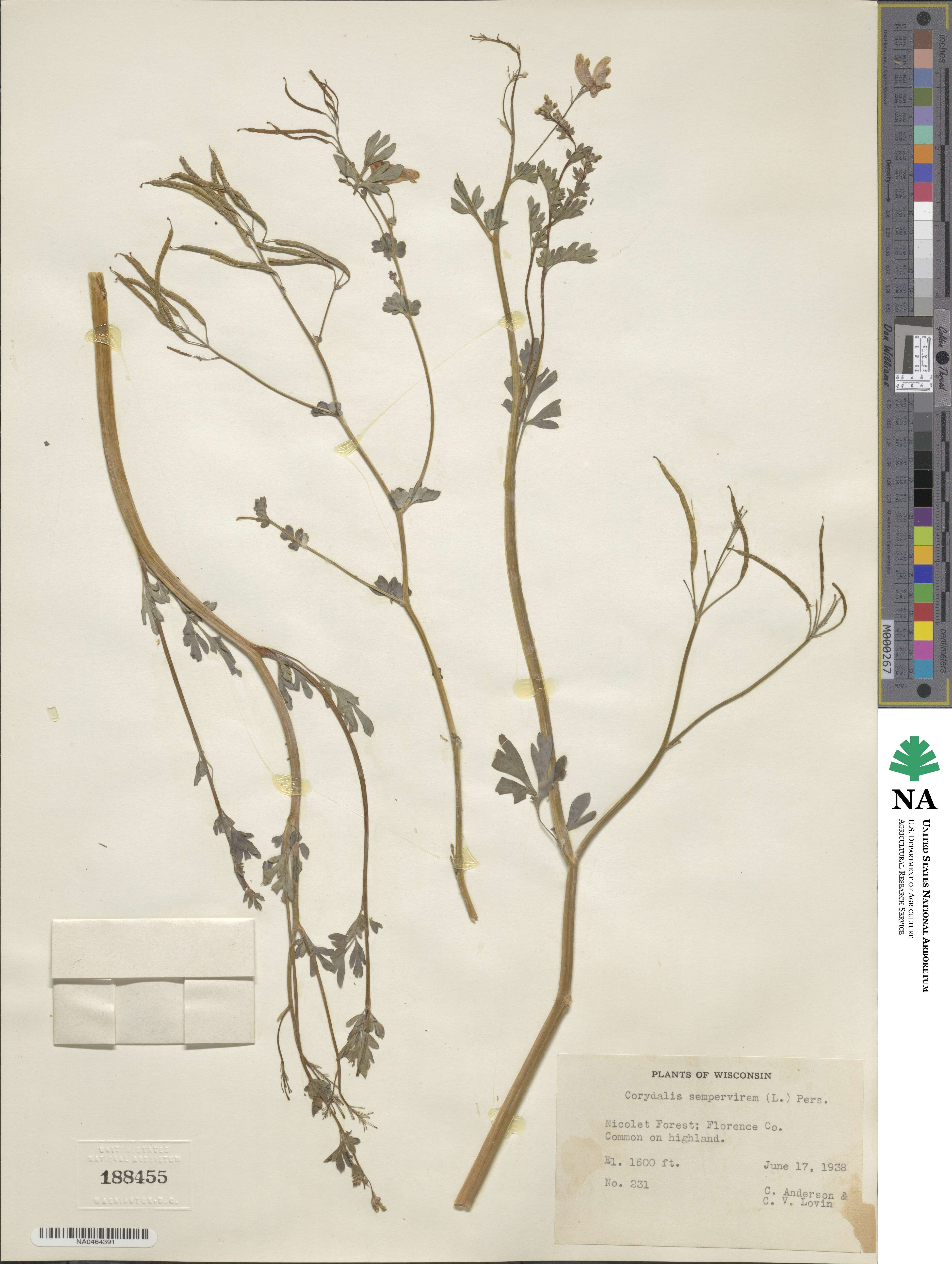 Capnoides sempervirens image