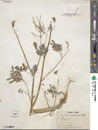 Capnoides sempervirens image