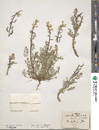 Corydalis curvisiliqua subsp. occidentalis image
