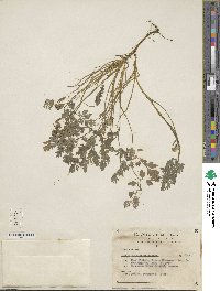 Corydalis curvisiliqua subsp. occidentalis image