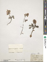 Corydalis bulbosa image