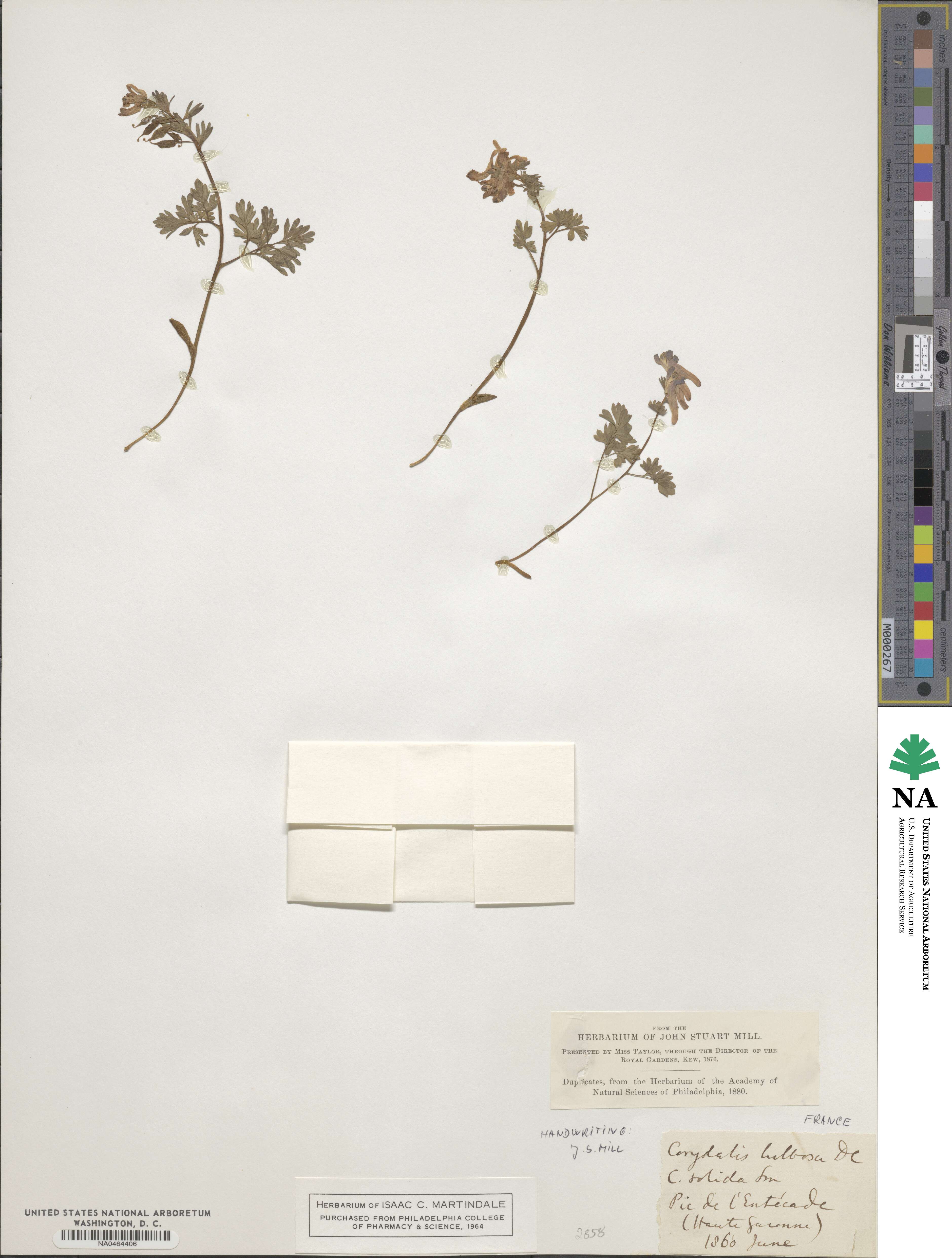 Corydalis bulbosa image