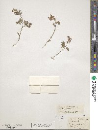 Corydalis bulbosa image