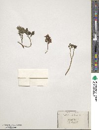 Corydalis bulbosa image