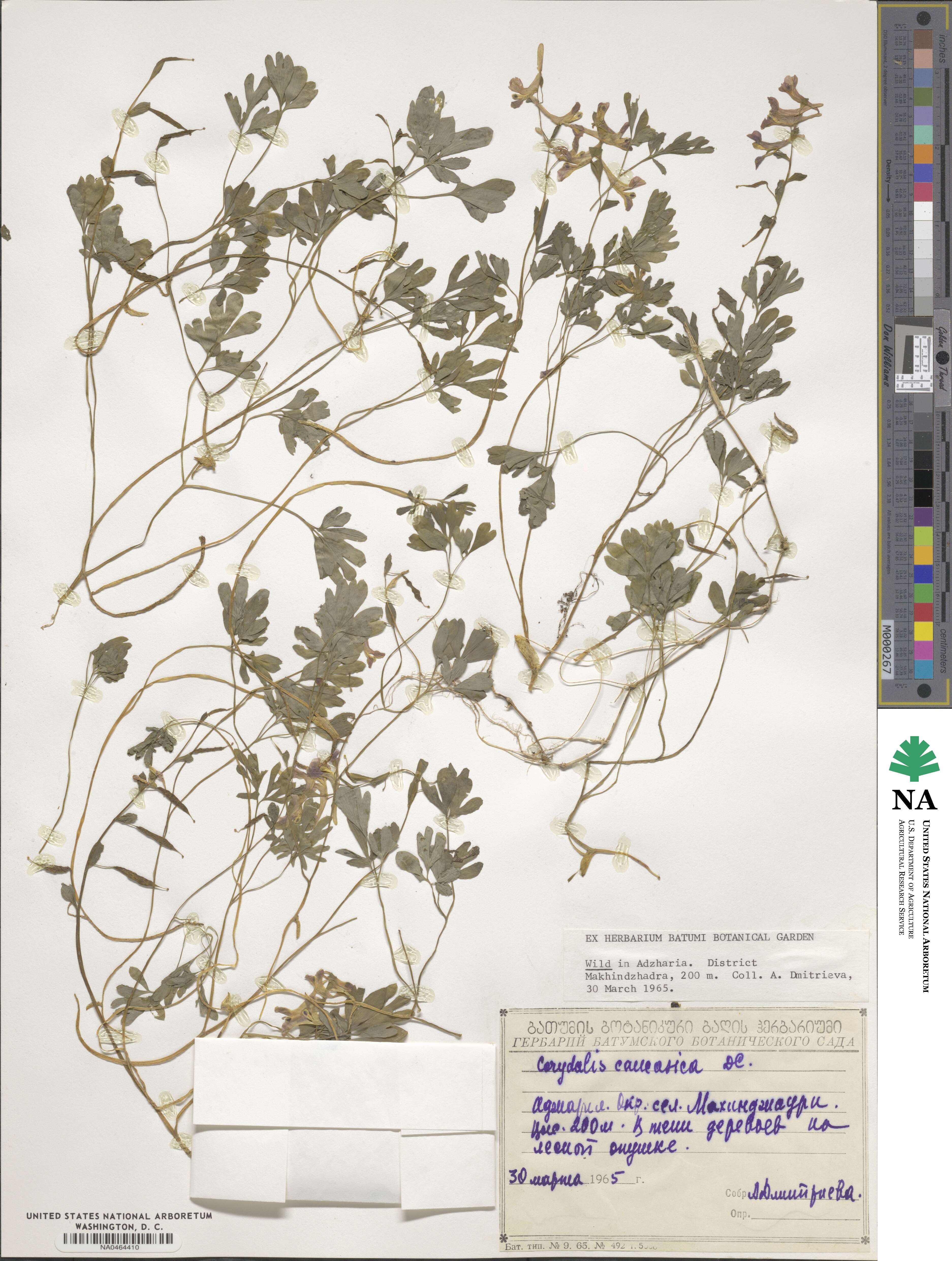 Corydalis caucasica image