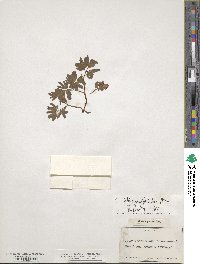 Corydalis intermedia image