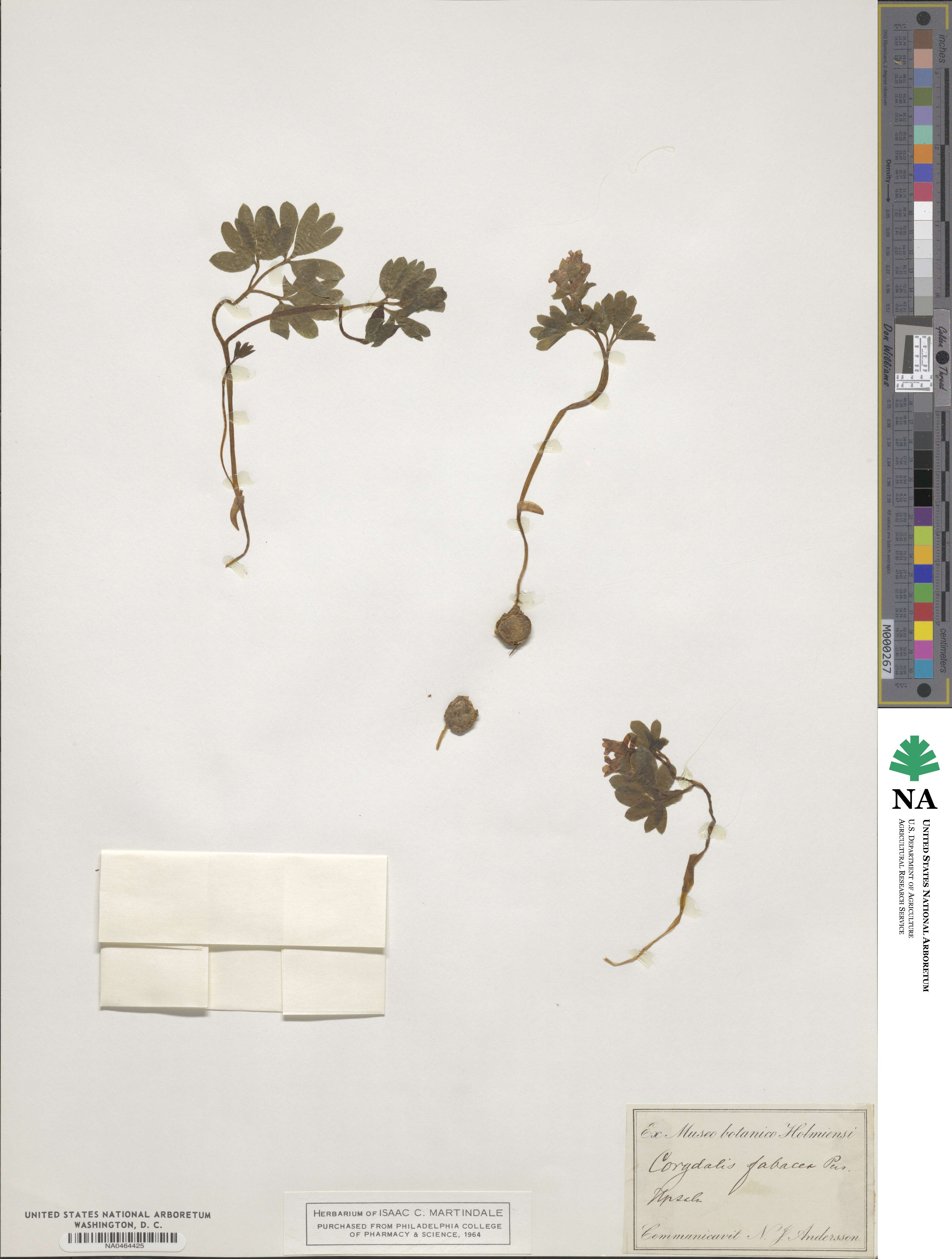 Corydalis intermedia image