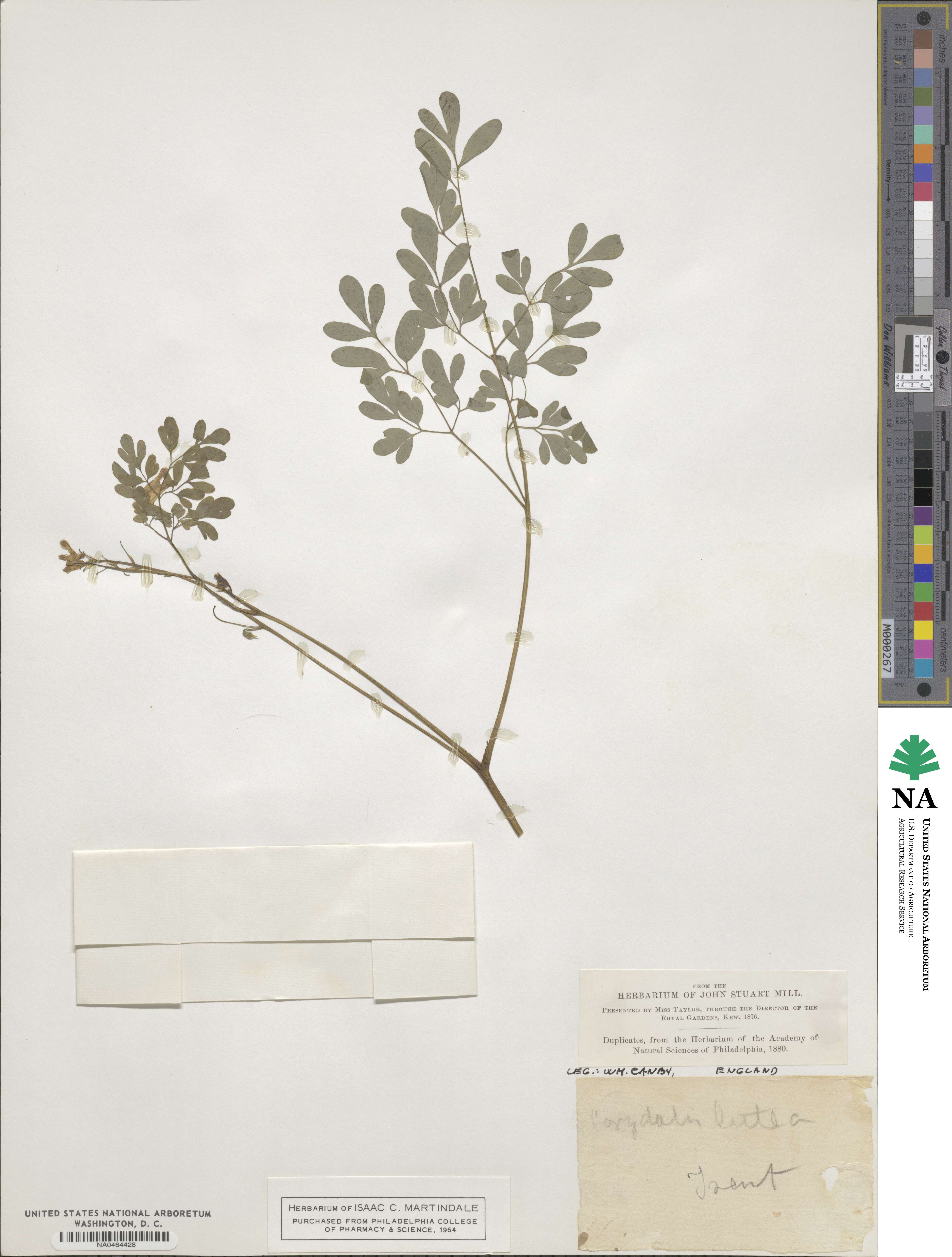 Pseudofumaria lutea image