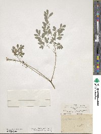 Pseudofumaria lutea image