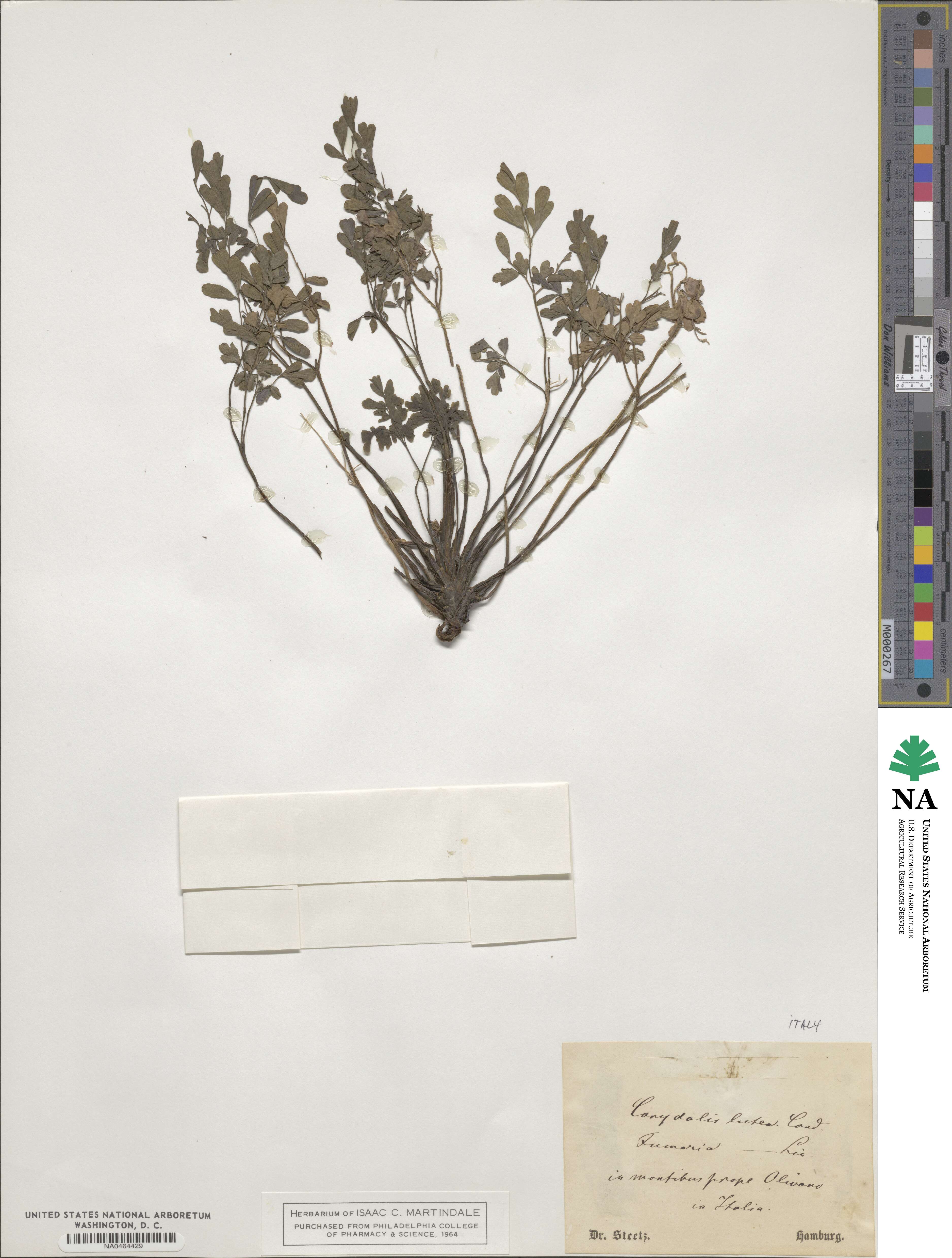 Pseudofumaria lutea image