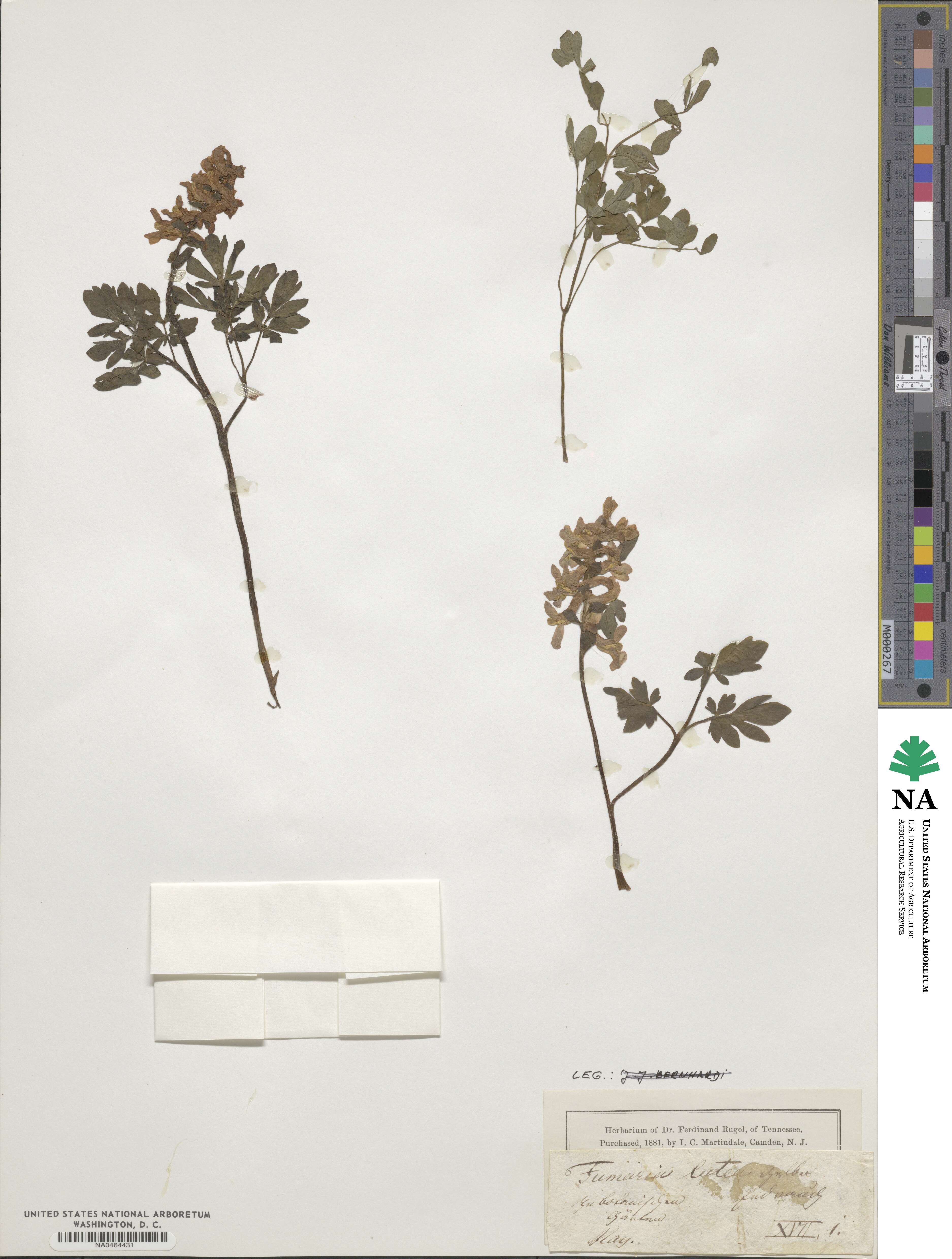 Pseudofumaria lutea image