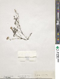 Pseudofumaria lutea image