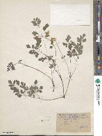 Pseudofumaria lutea image