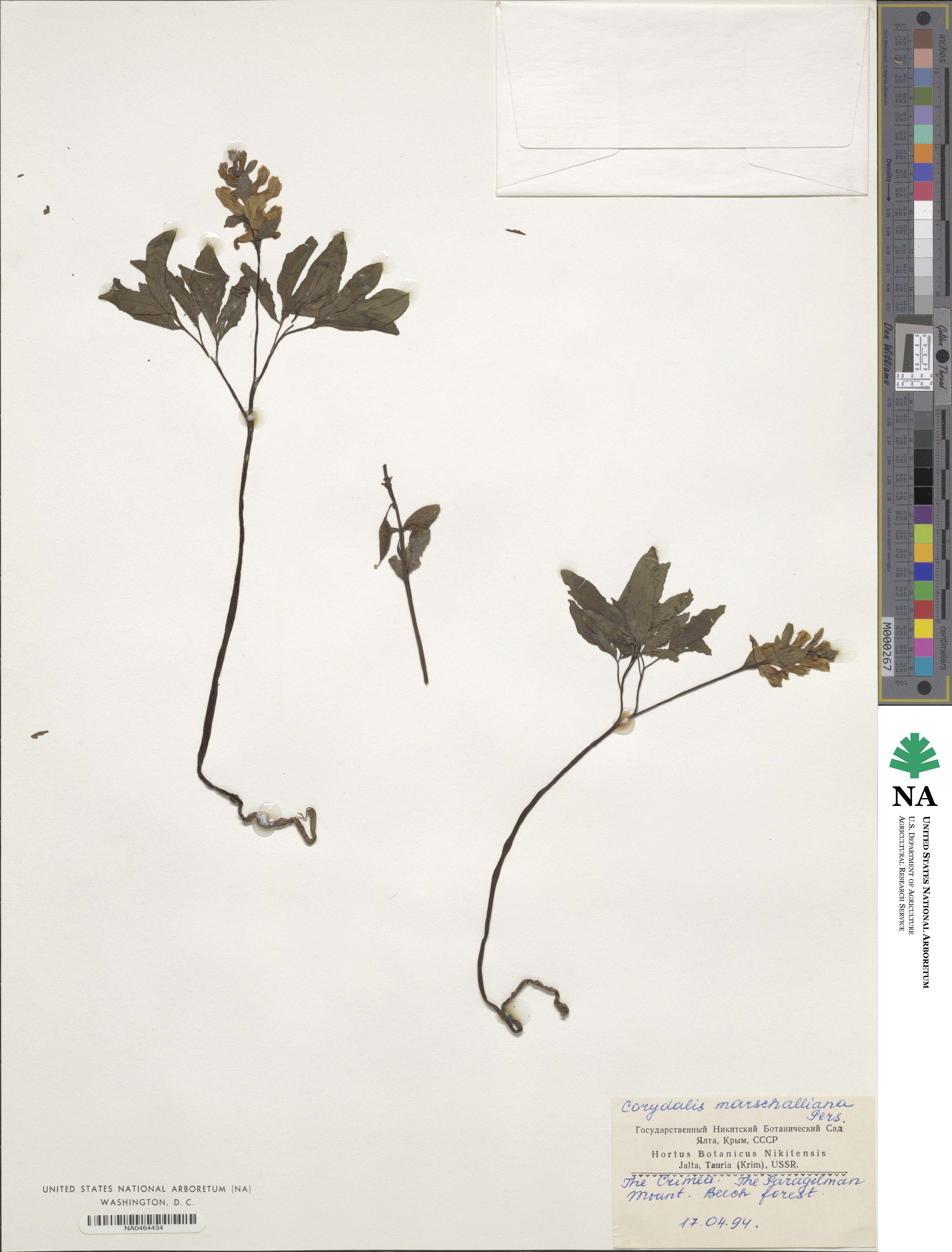 Corydalis cava image