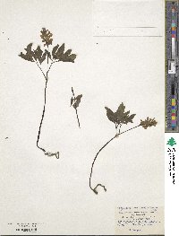 Corydalis cava image