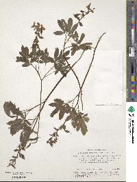 Corydalis cava image