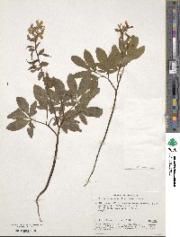 Corydalis cava image