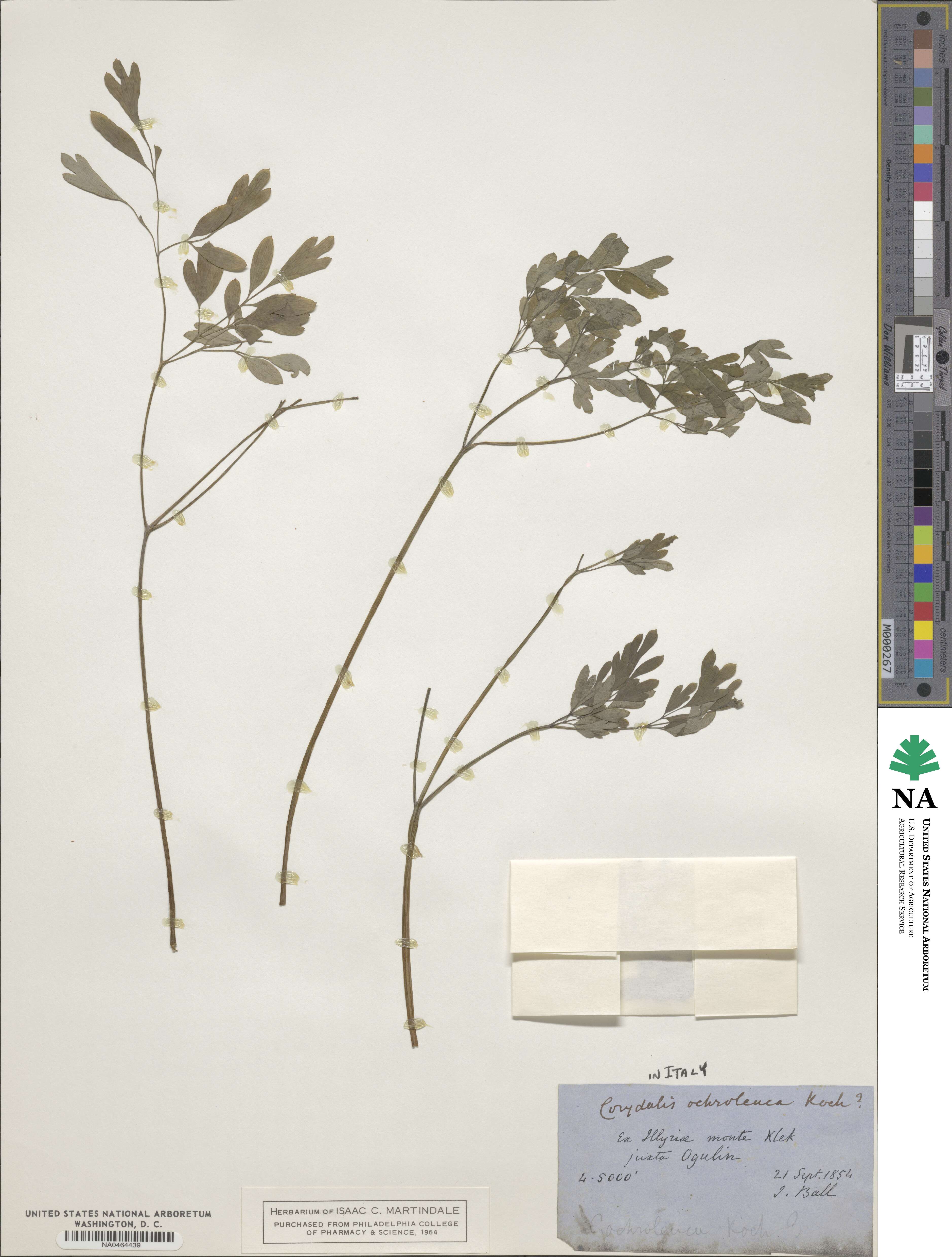 Corydalis ochroleuca image