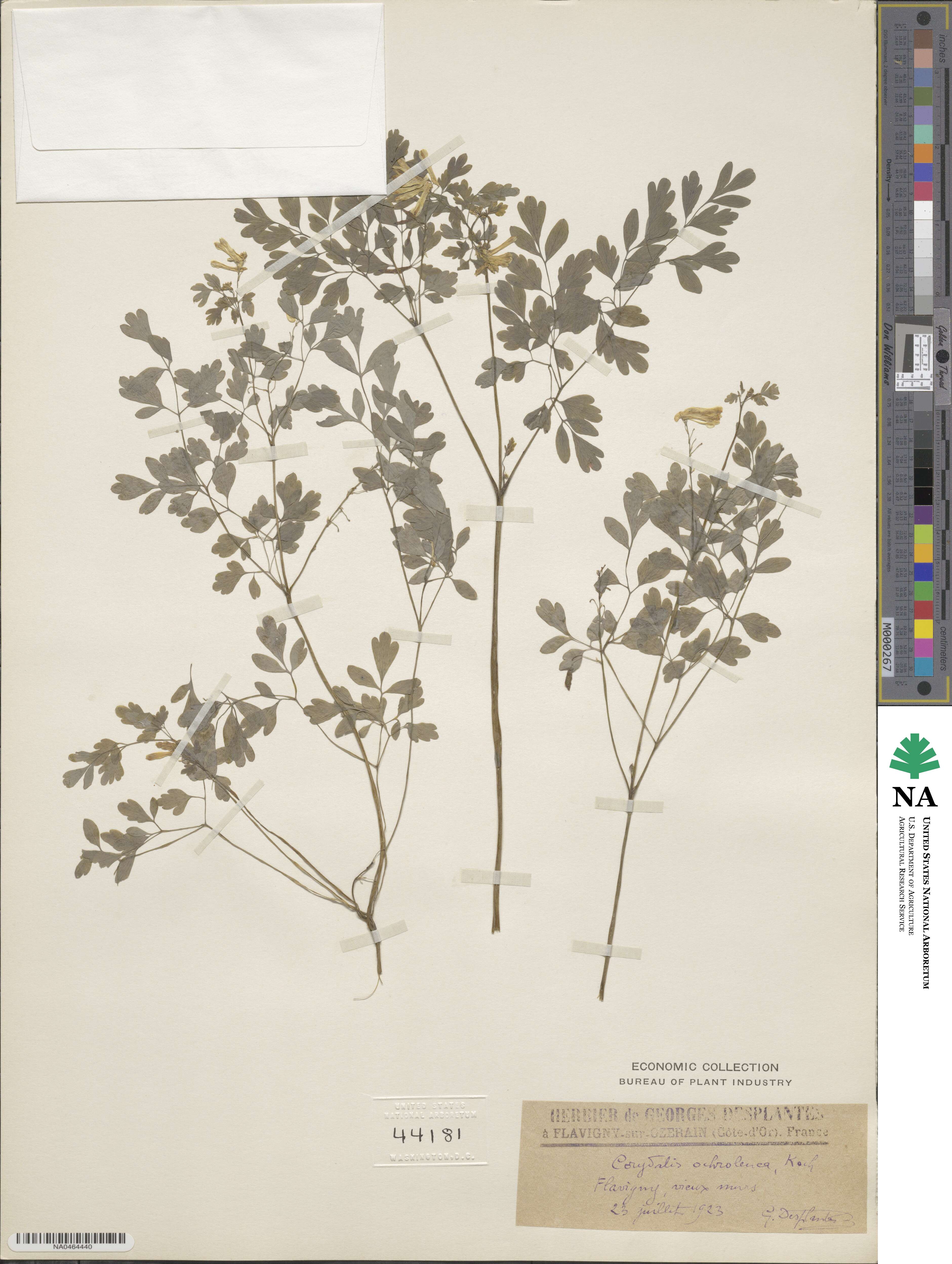 Corydalis ochroleuca image