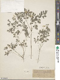 Corydalis ochroleuca image