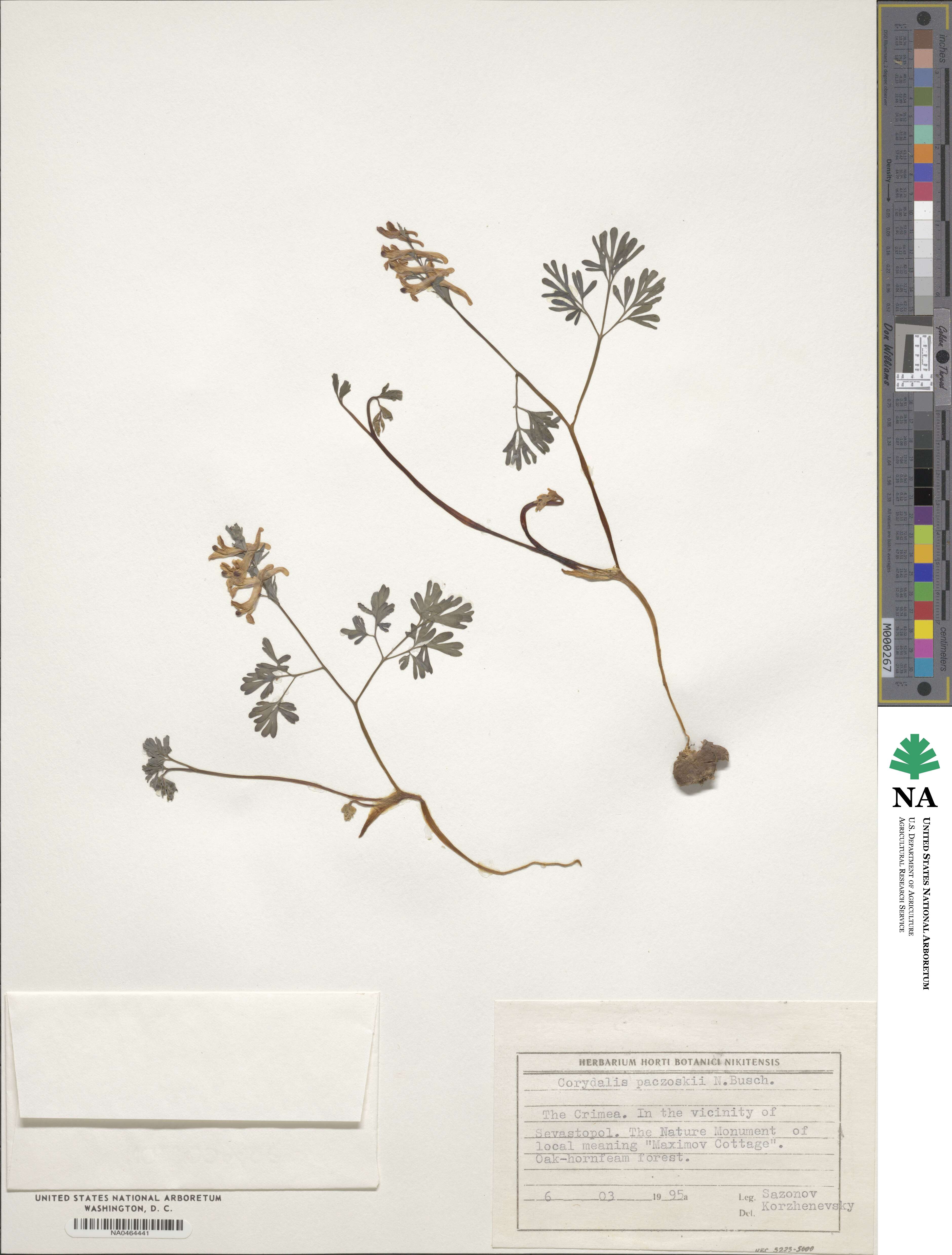 Corydalis paczoskii image