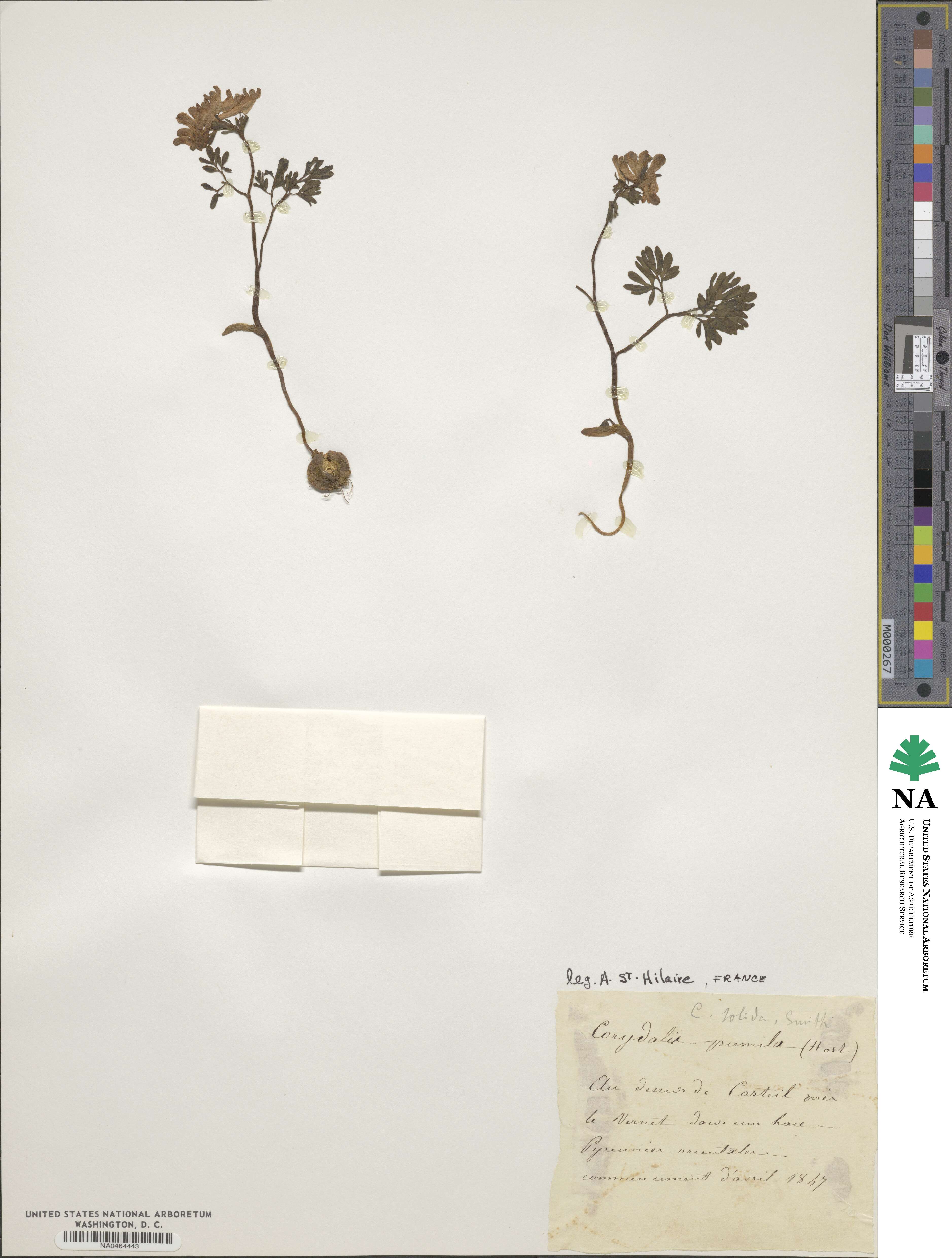 Corydalis pumila image
