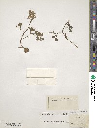 Corydalis solida image