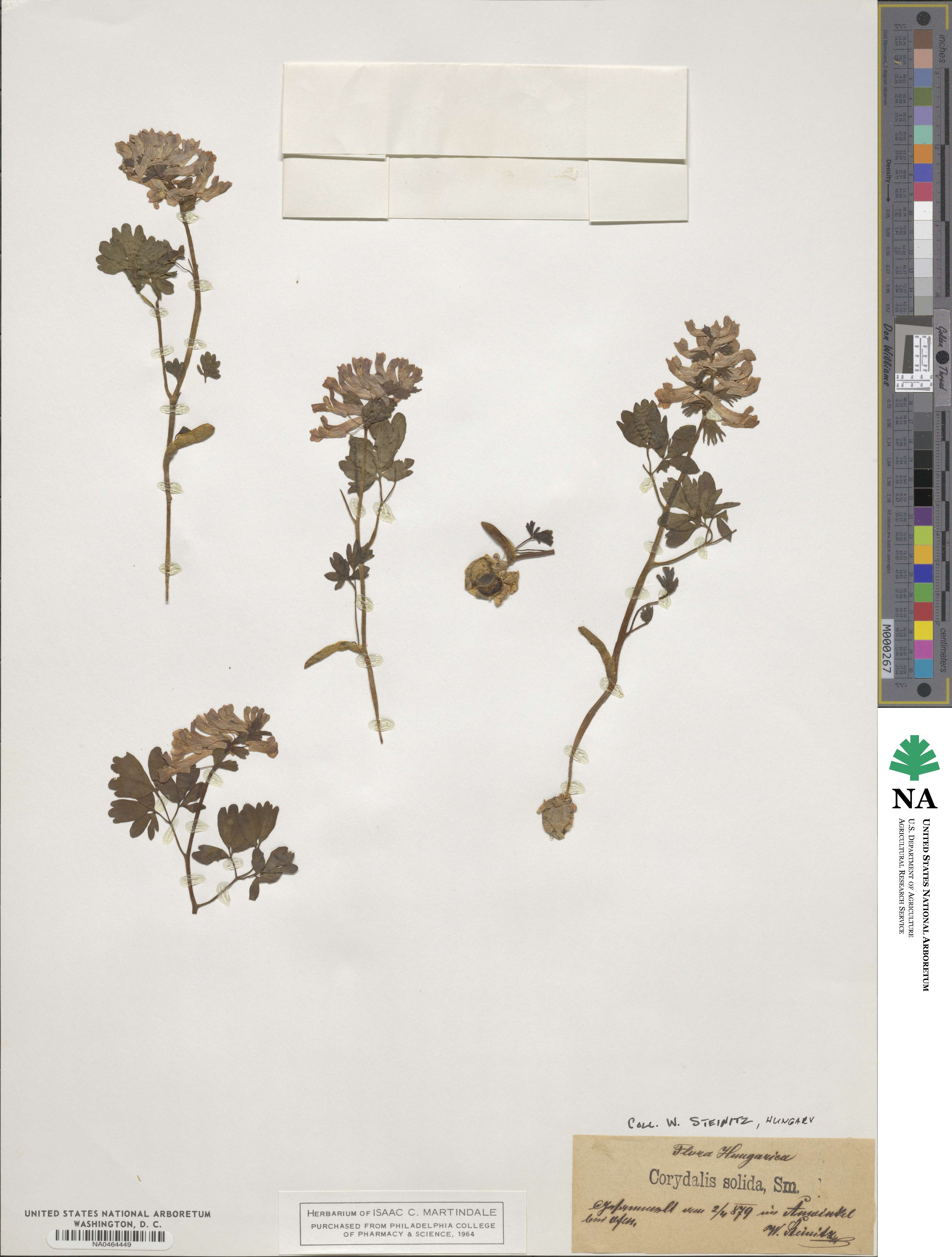 Corydalis solida image