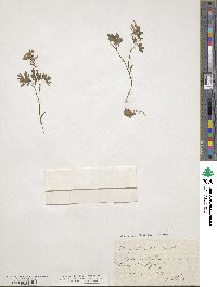 Corydalis solida image