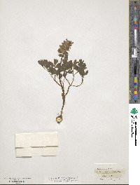 Corydalis solida image