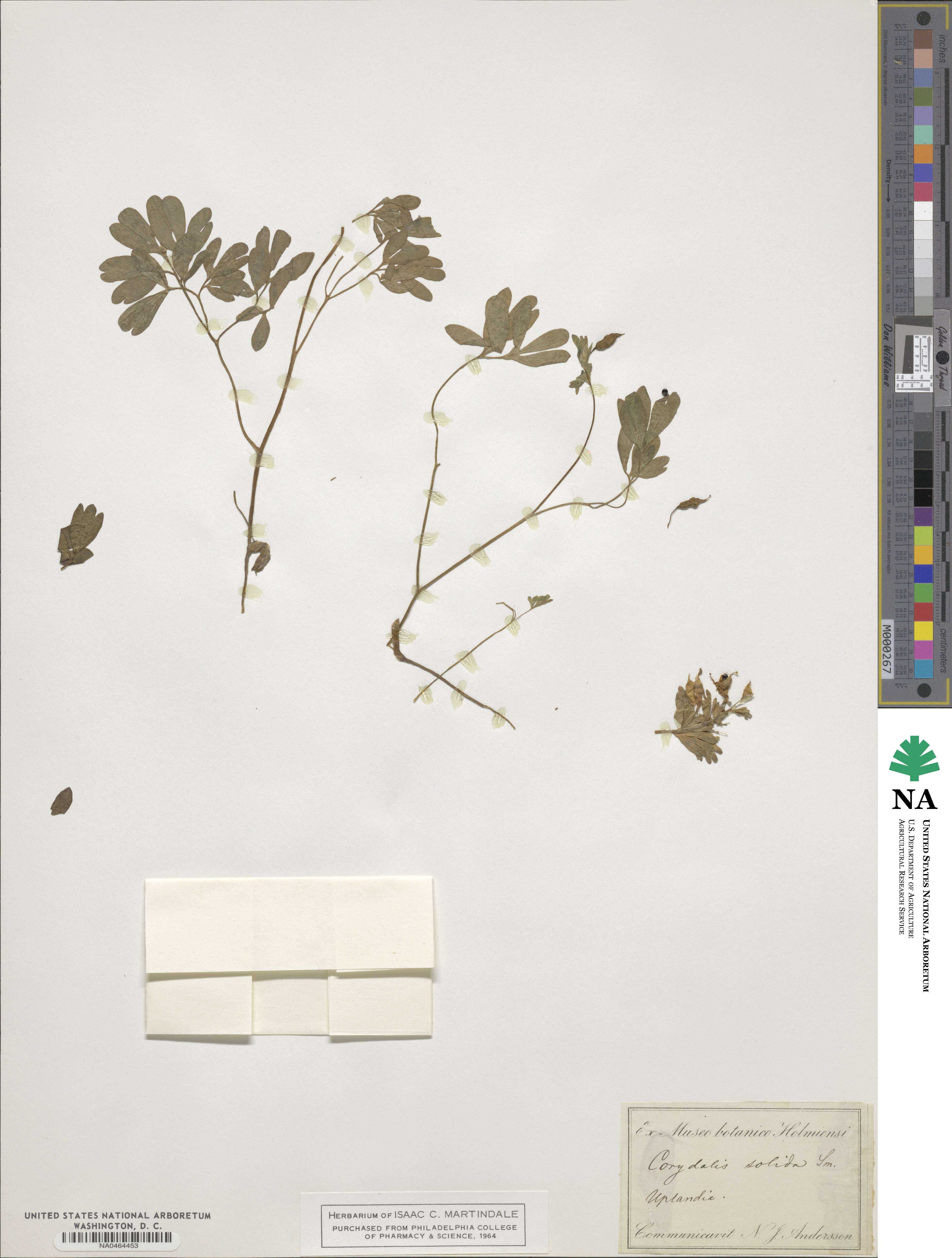 Corydalis solida image