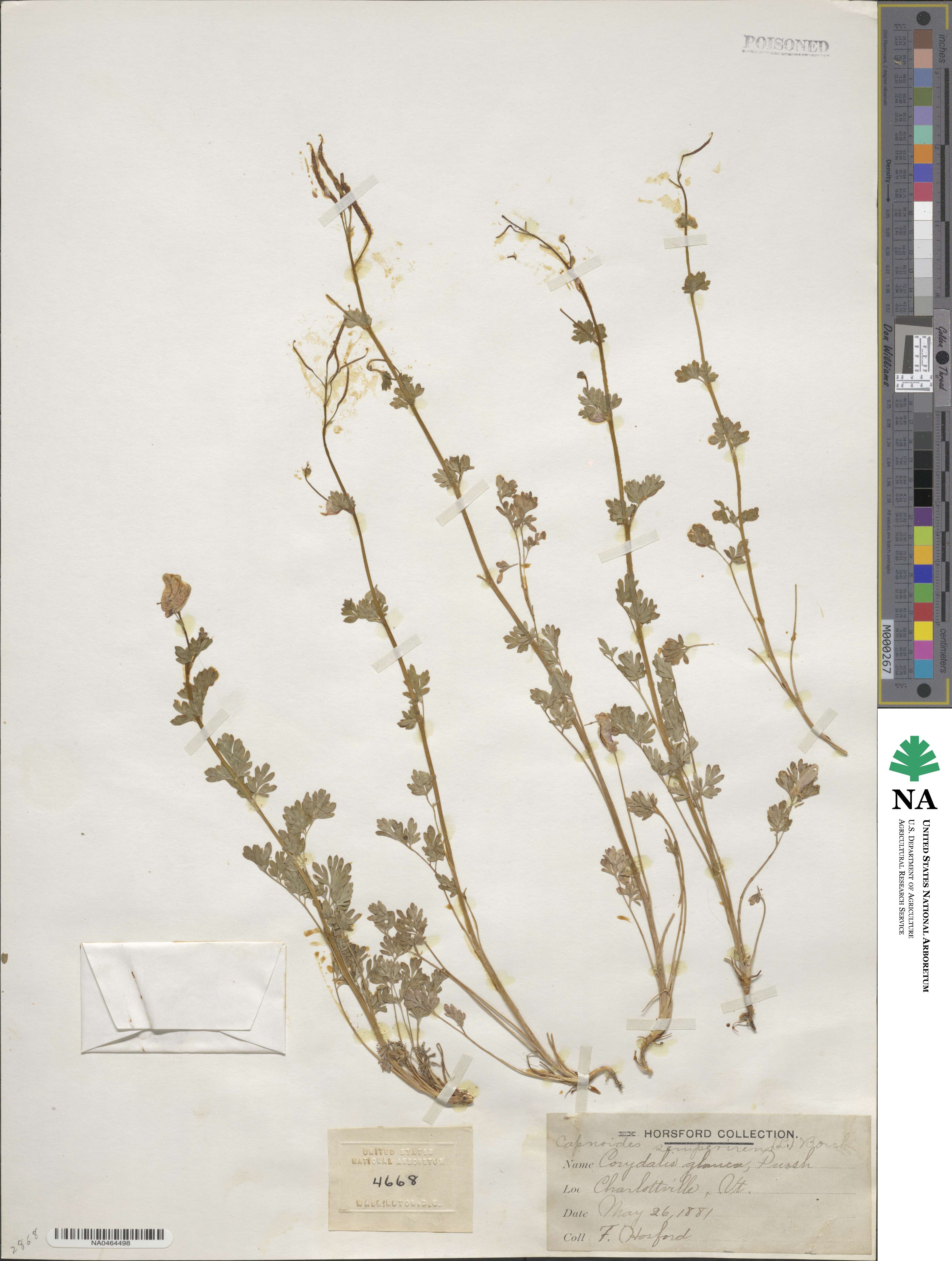 Fumarioideae image
