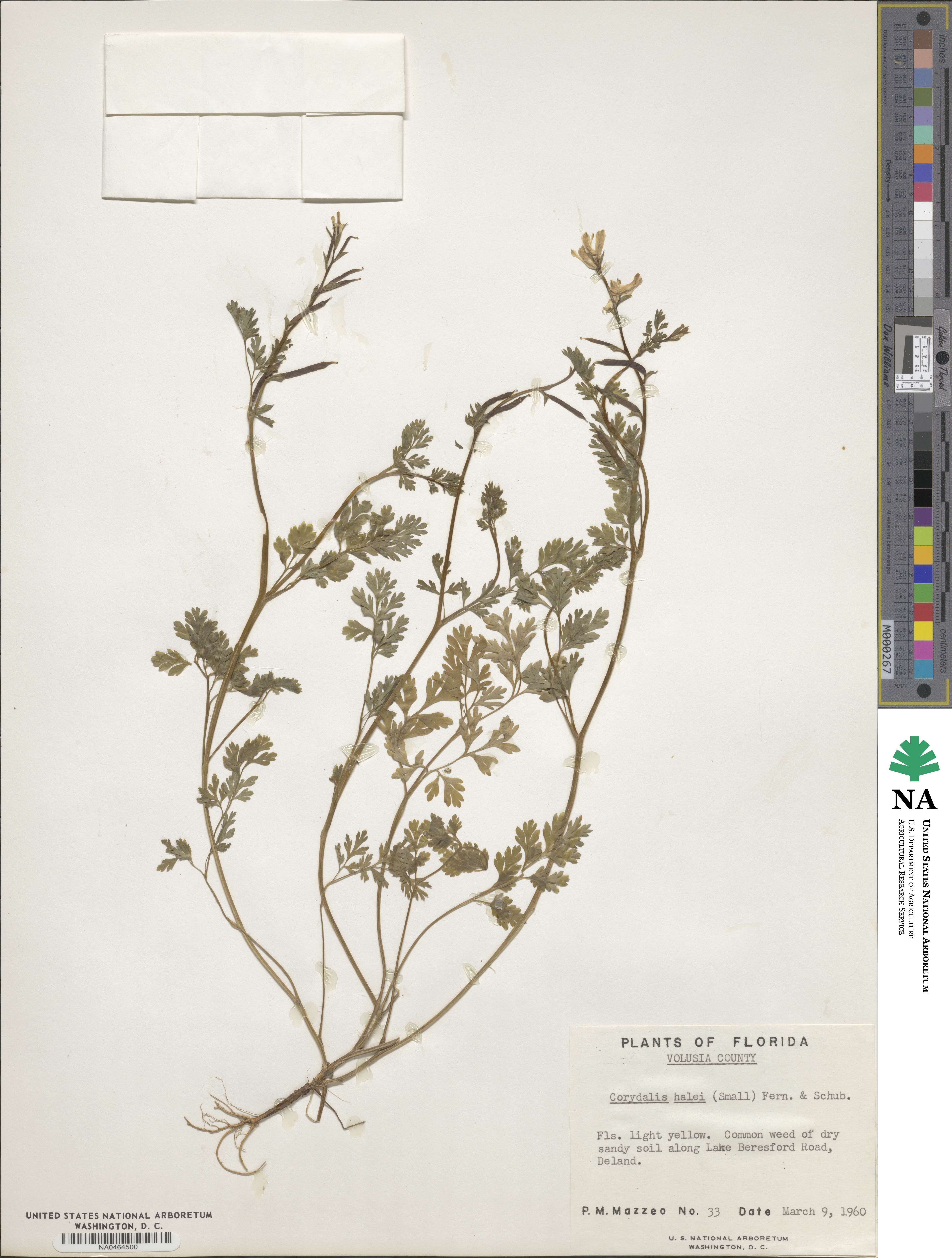 Corydalis micrantha subsp. australis image