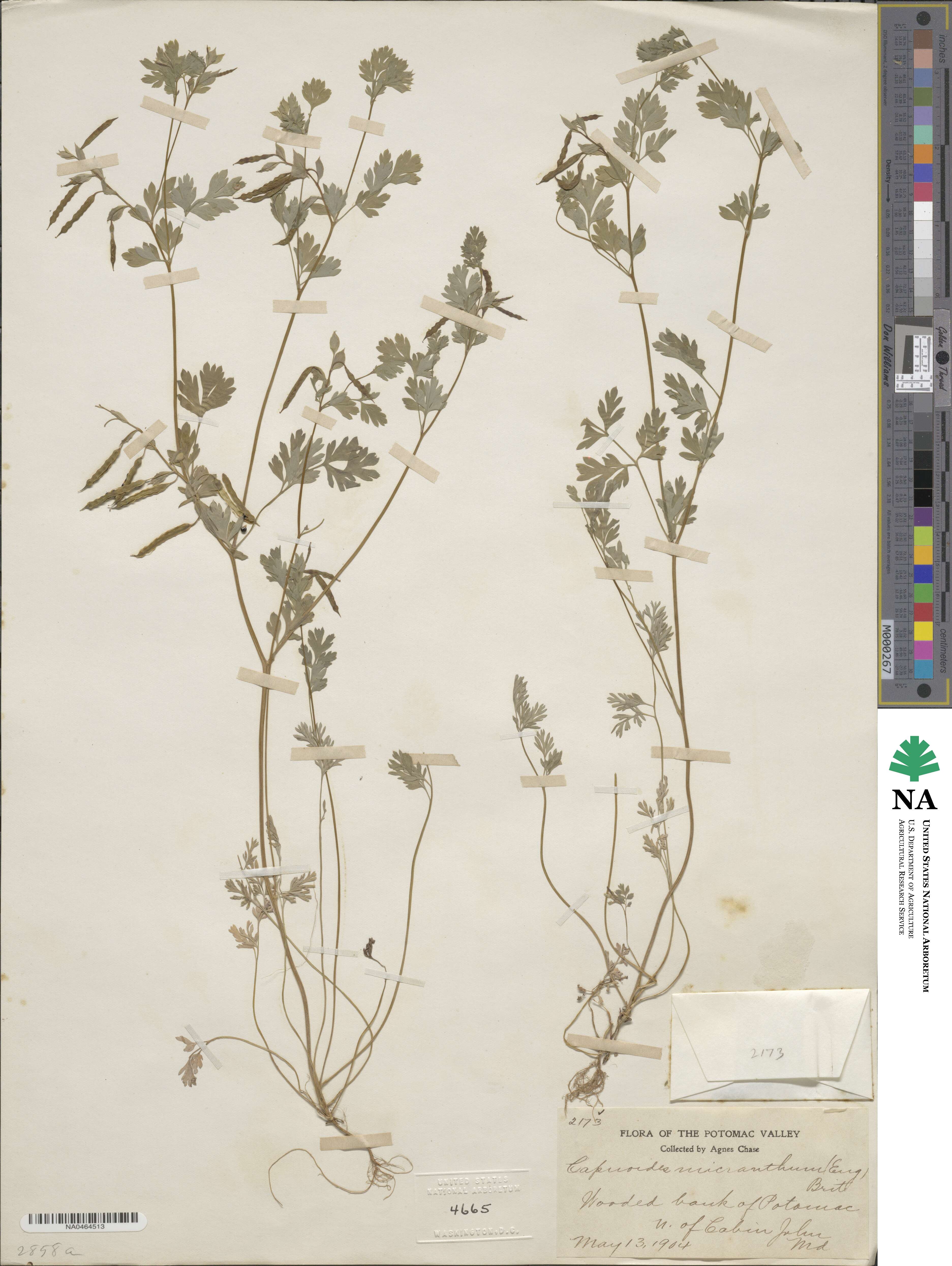 Corydalis micrantha image