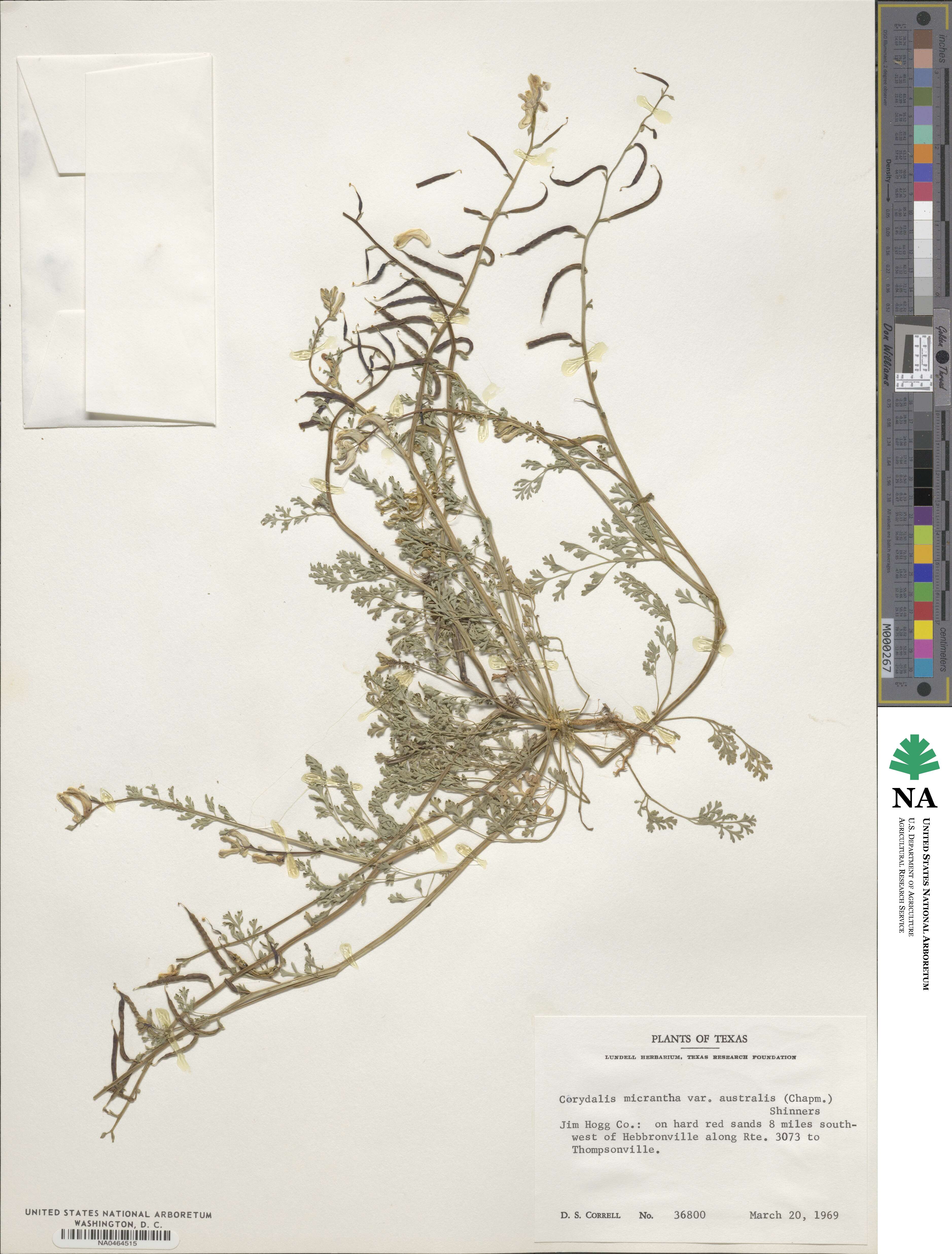 Corydalis micrantha subsp. australis image