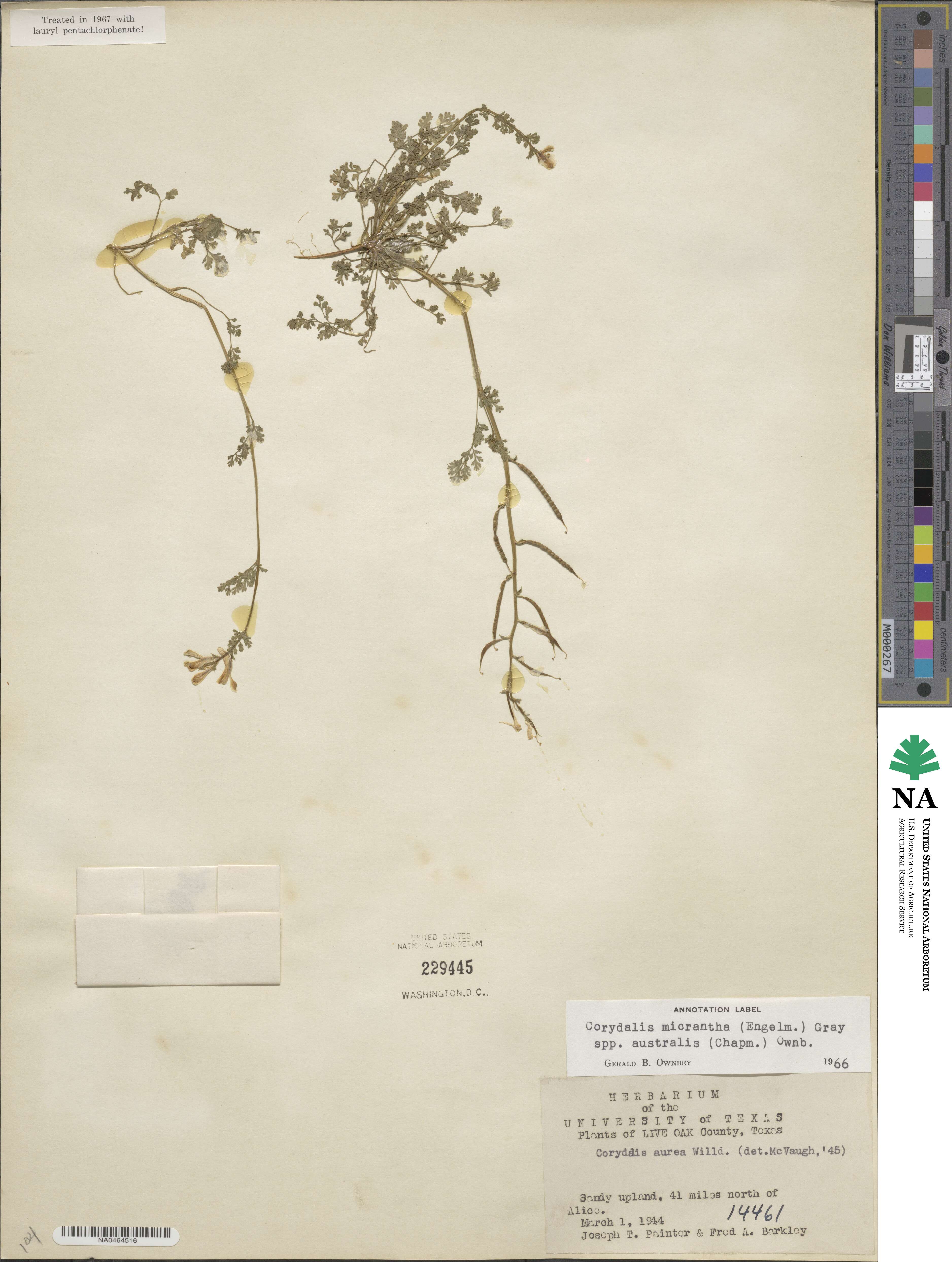 Corydalis micrantha subsp. australis image
