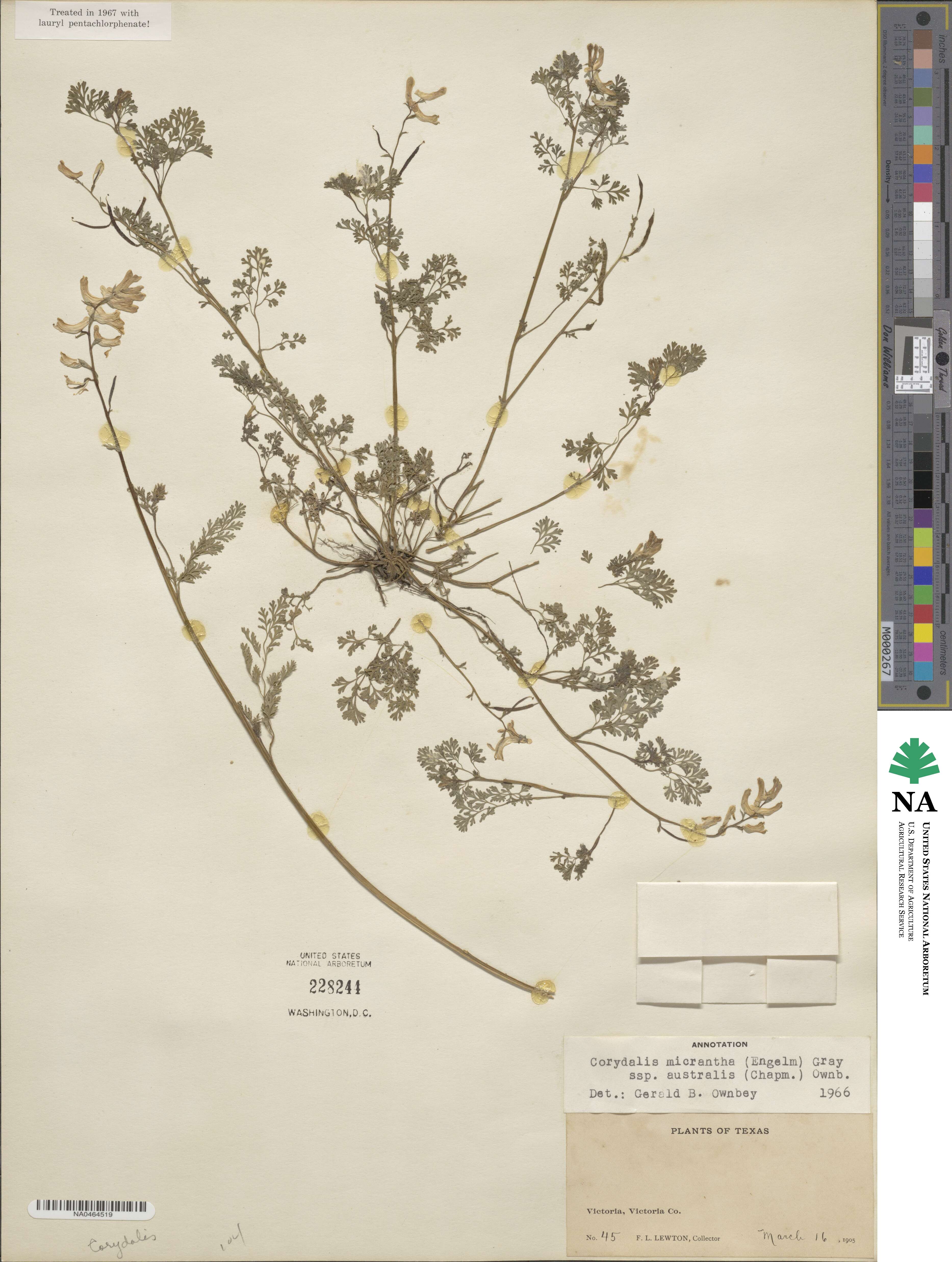 Corydalis micrantha subsp. australis image